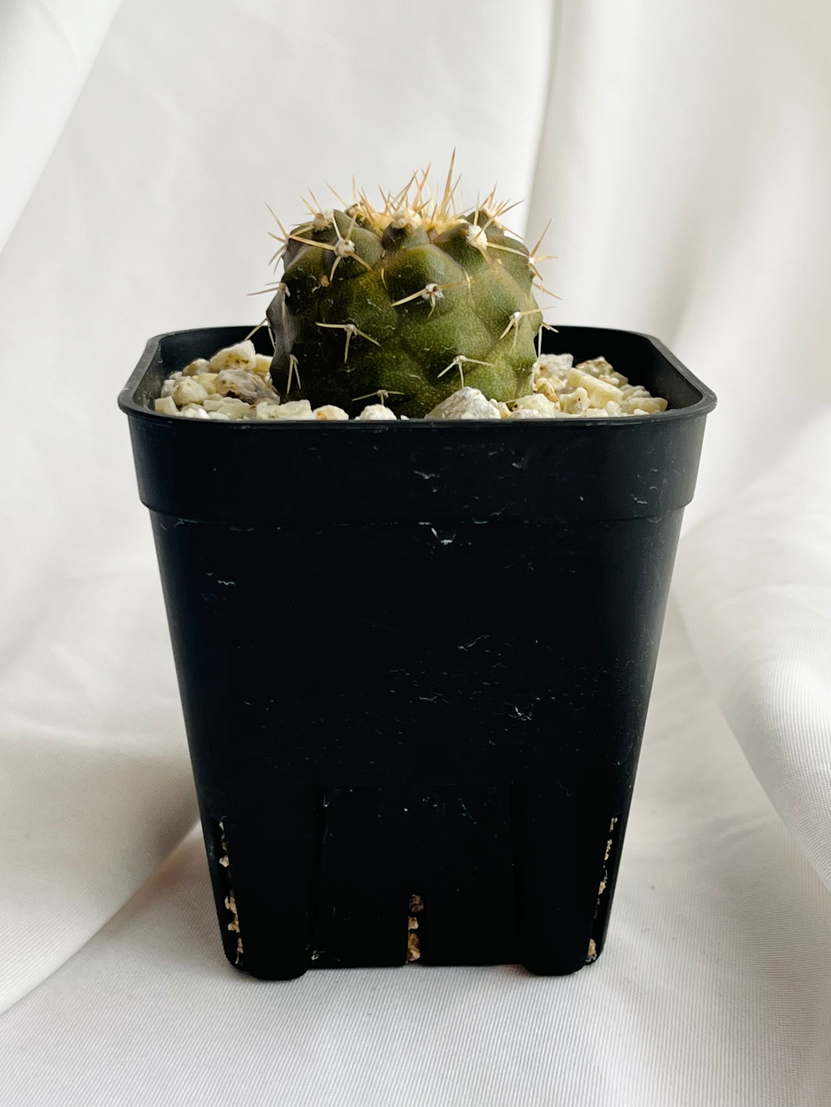 Copiapoa cinerea var. columna-alba コピアポア コルムナアルバ 孤竜