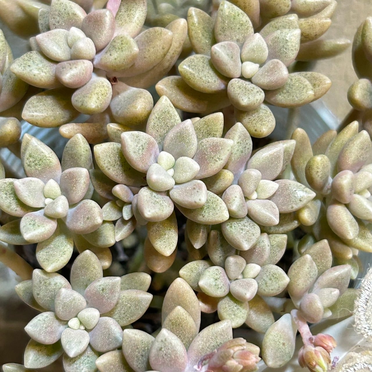 ヒメシュウレイ(姫秋麗) | RuPo 多肉植物専門店