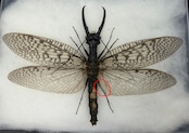 【標本】天翅済み《オオキバヘビトンボ 中国産 開翅15cm前後》①