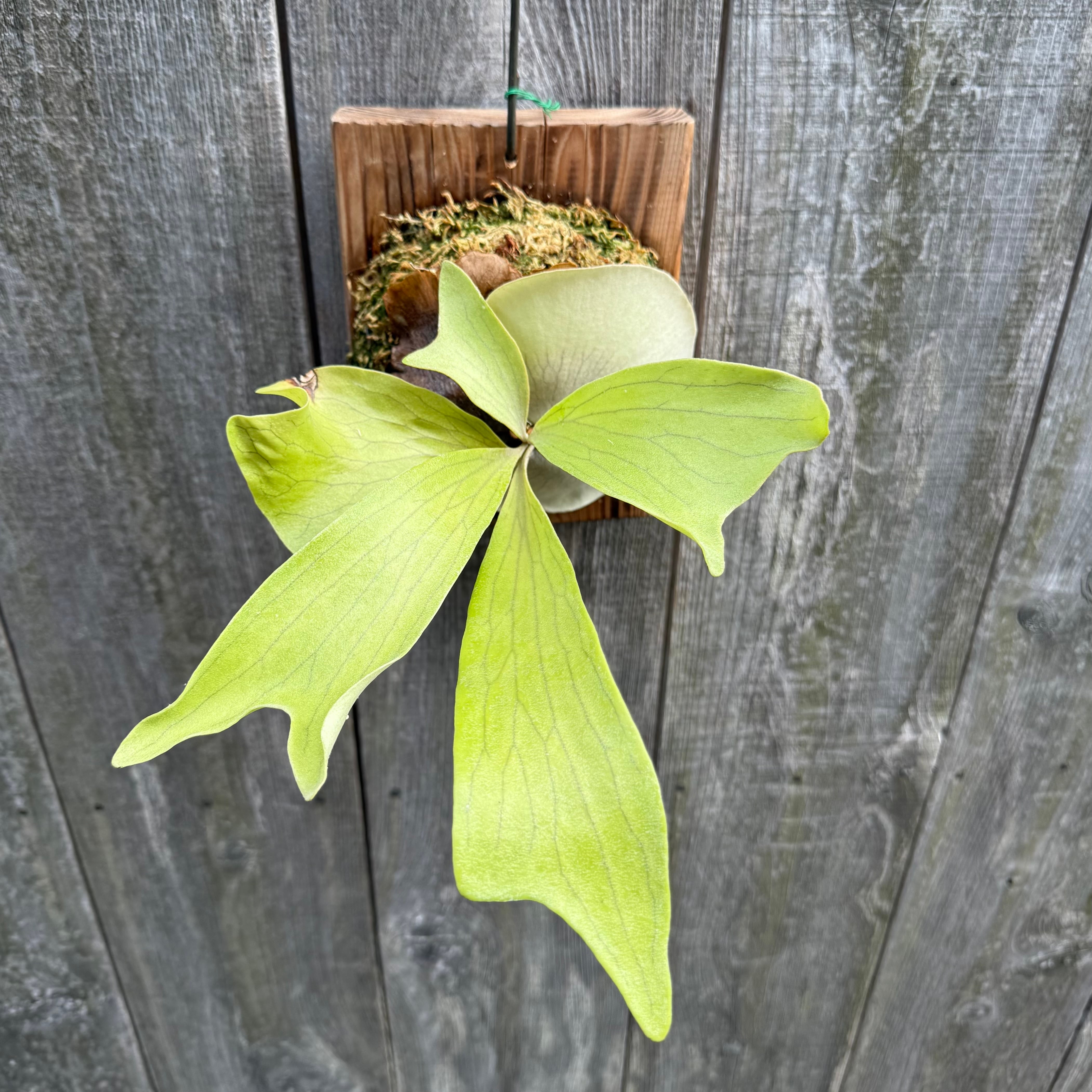 P.hillii Kylin (from Yot) | naturefix