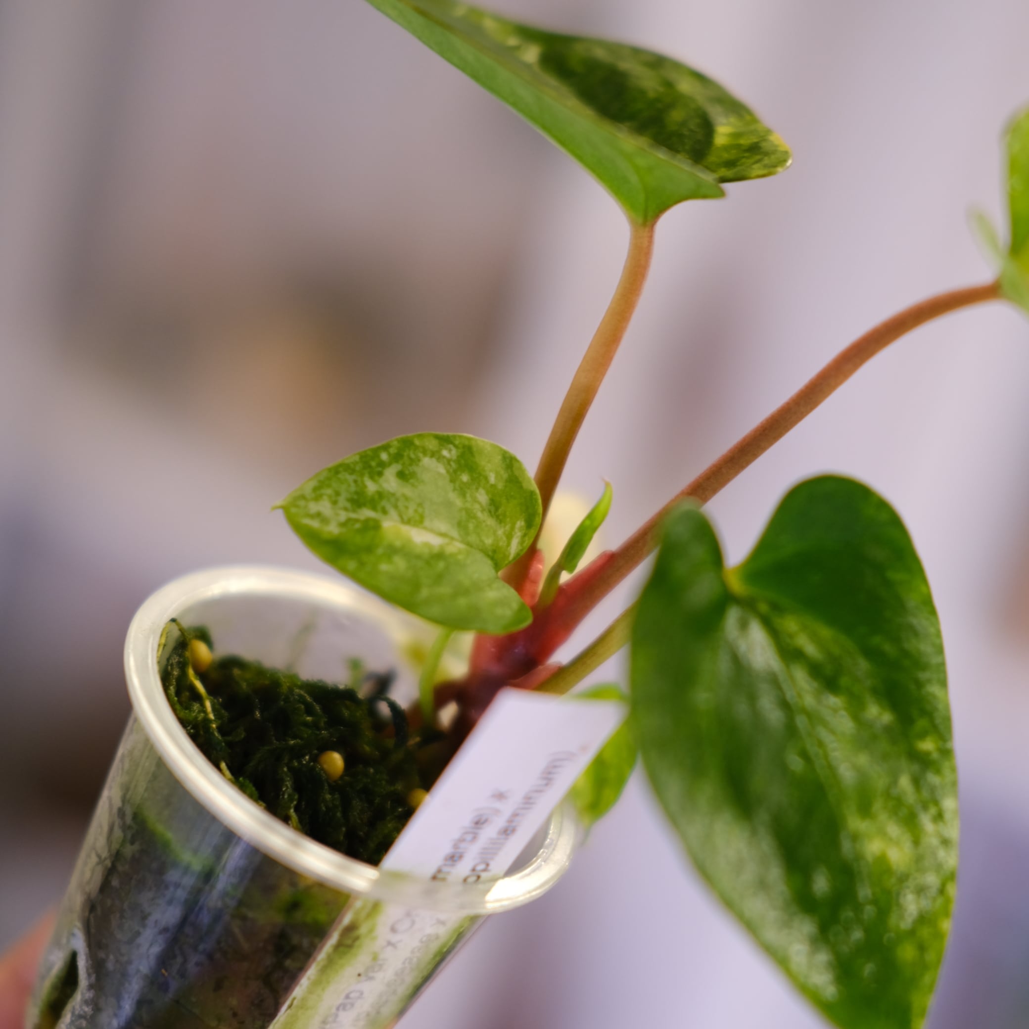 Anthurium (Papililaminum variegated × Crystallinum marble