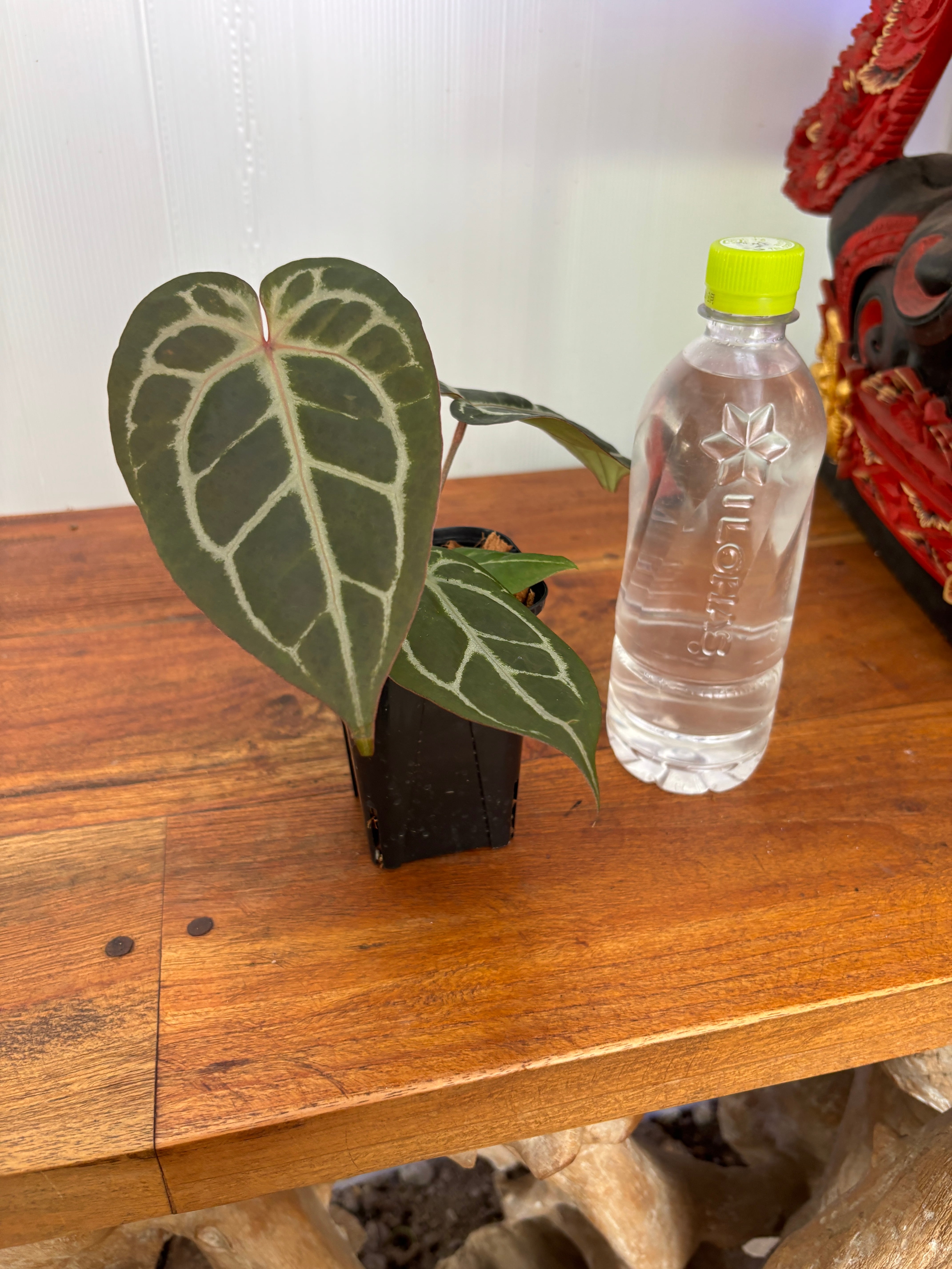 Anthurium | BALI-AN 園芸