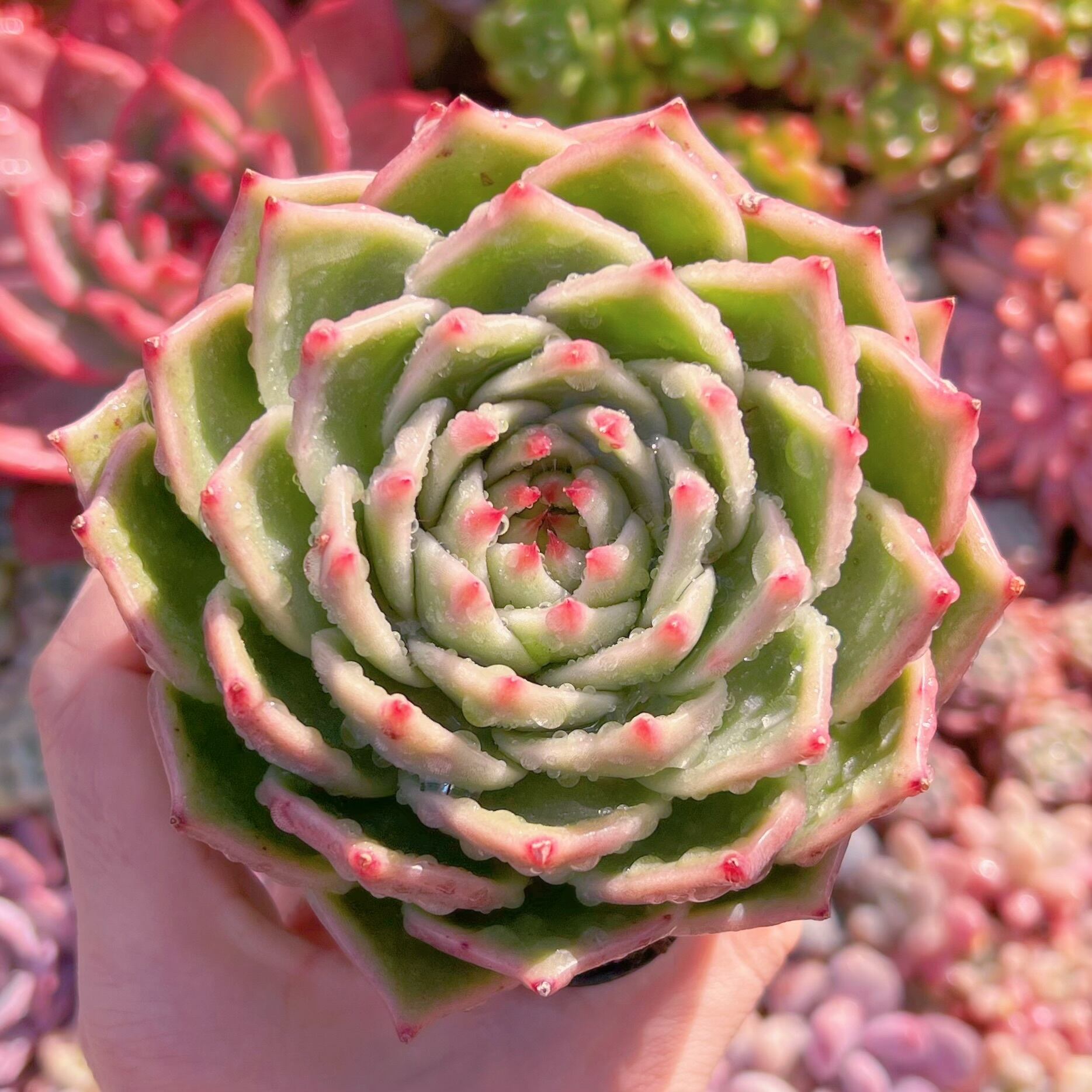 現品　ブルードラゴン#522　大苗　新入荷　るる農園