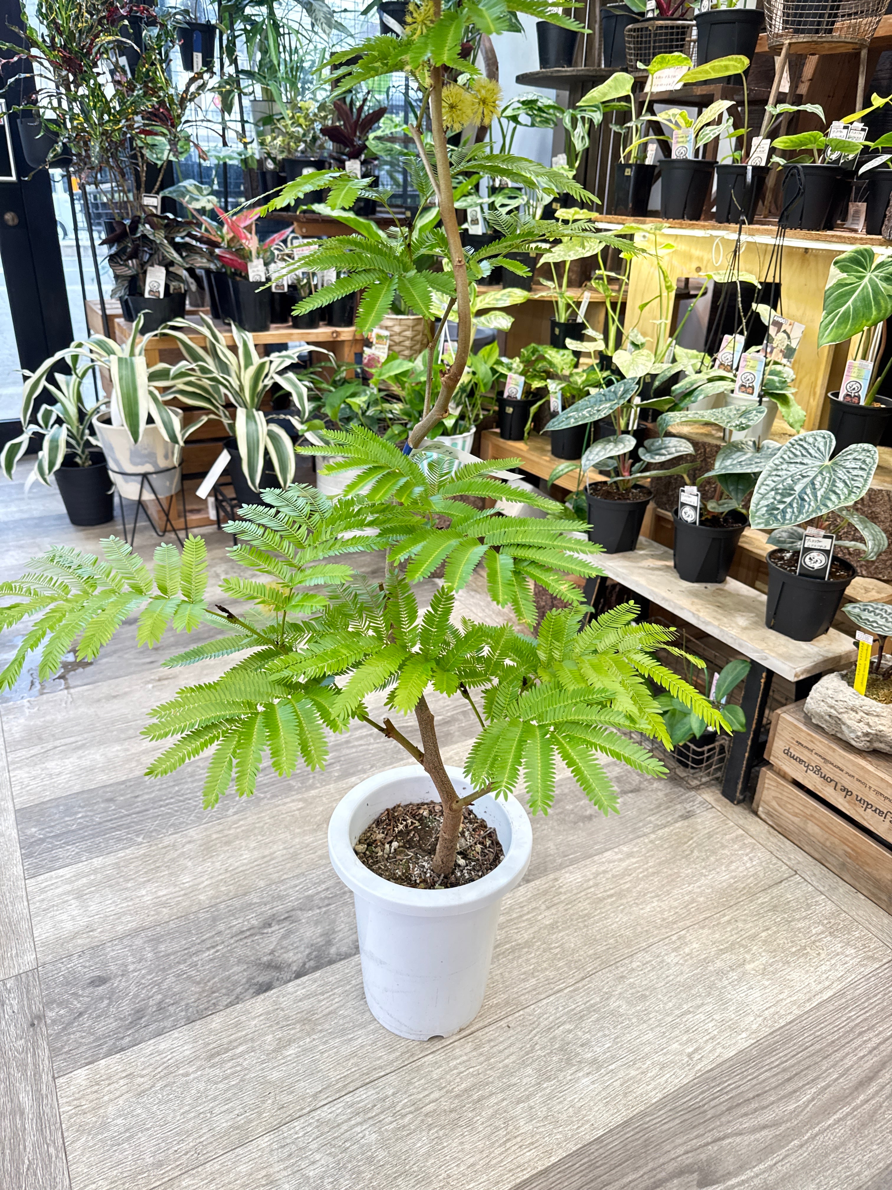 エバーフレッシュ 曲がり 7号 | Gardenえん 【観葉熱帯植物】