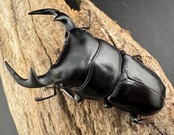 《インドグランディス亜種moriyai Garda93.3血統 73mm ペア》