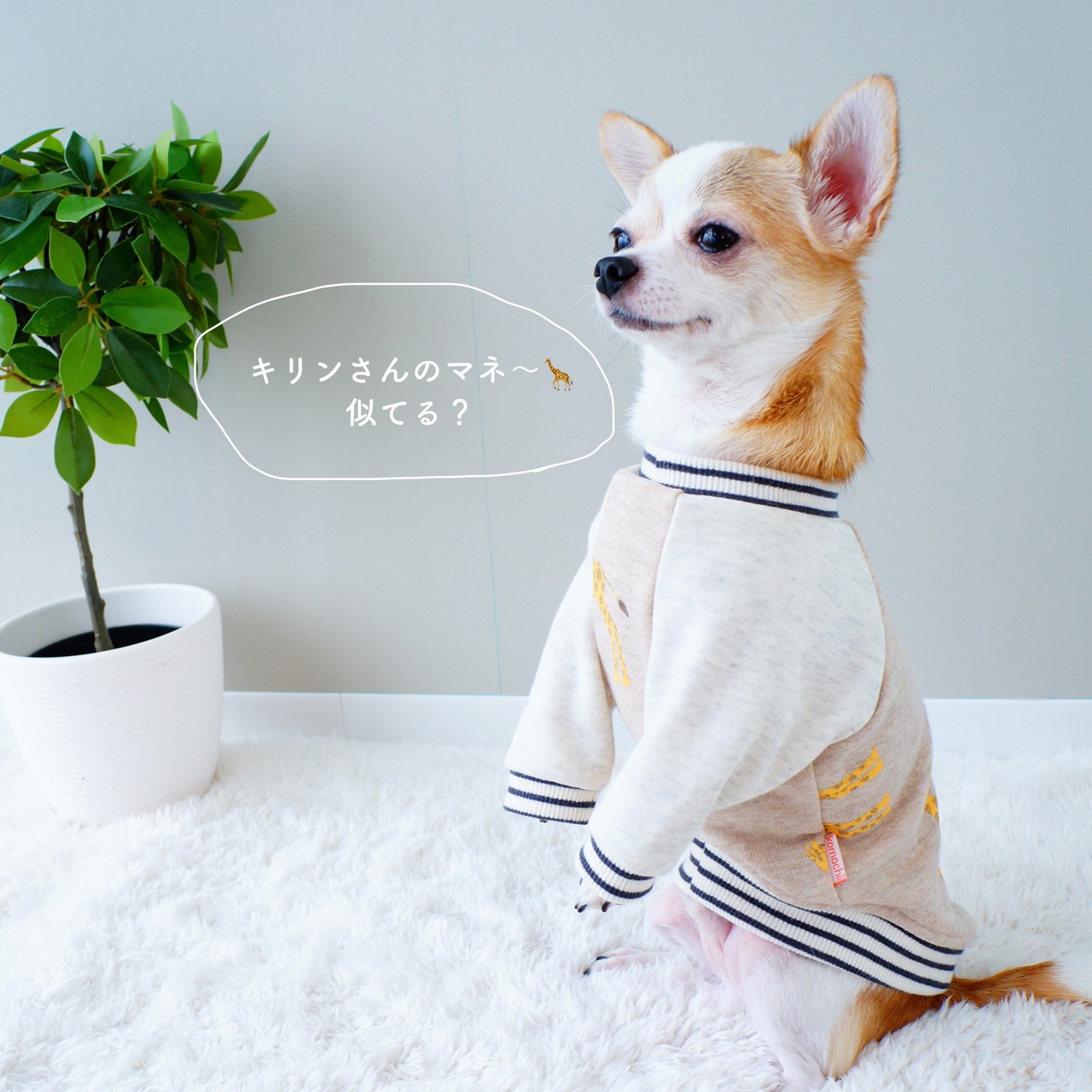 KIRINトレーナー