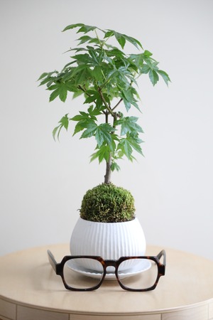 【S】ヤマモミジ 盆栽/Japanese maple bonsai