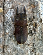 【WF9】《カプレオルスソリアシサビ ペア 22mm ペア》わたくわ氏ブリード個体