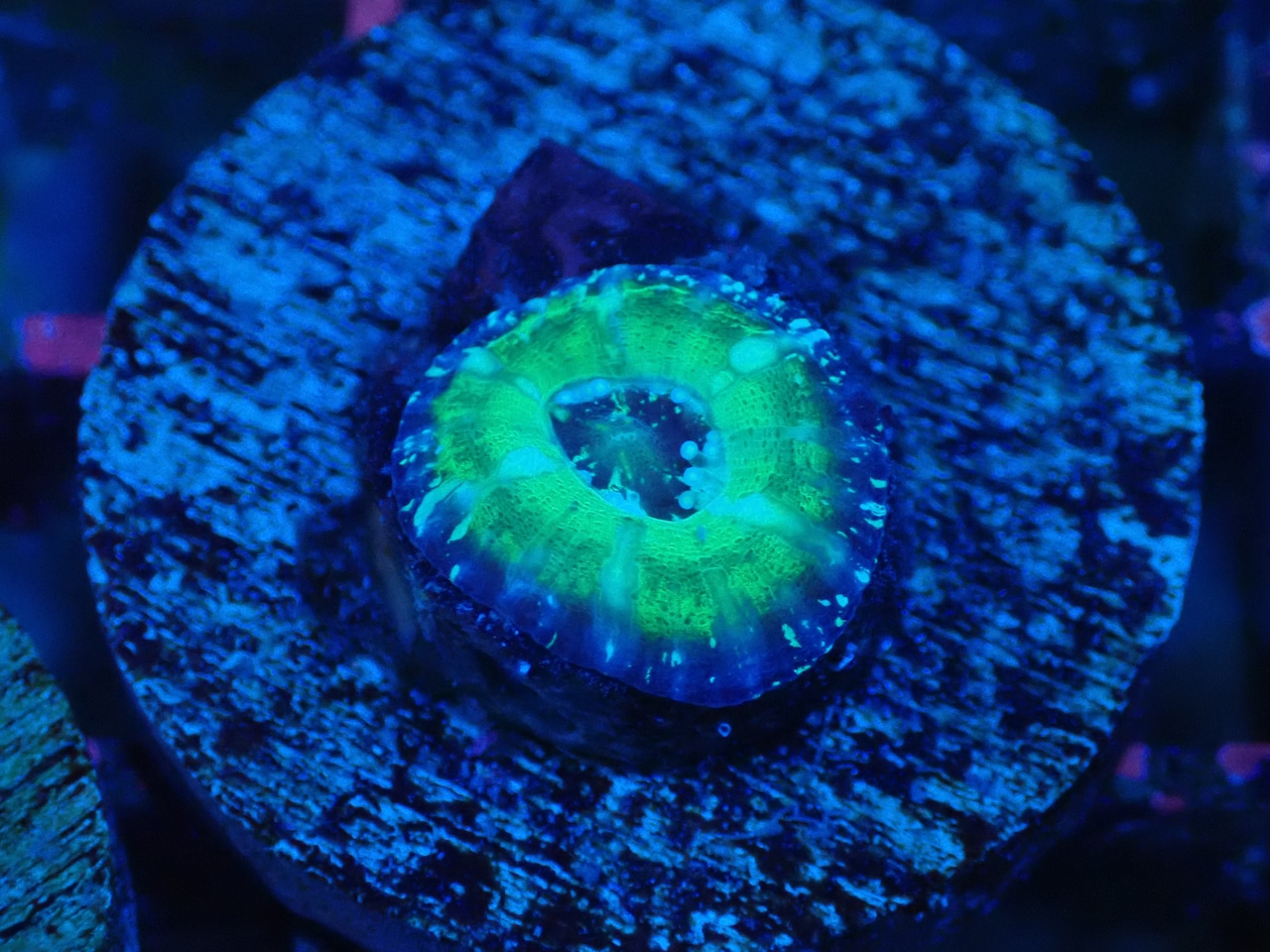 Scolymia Baby "UFO" 7