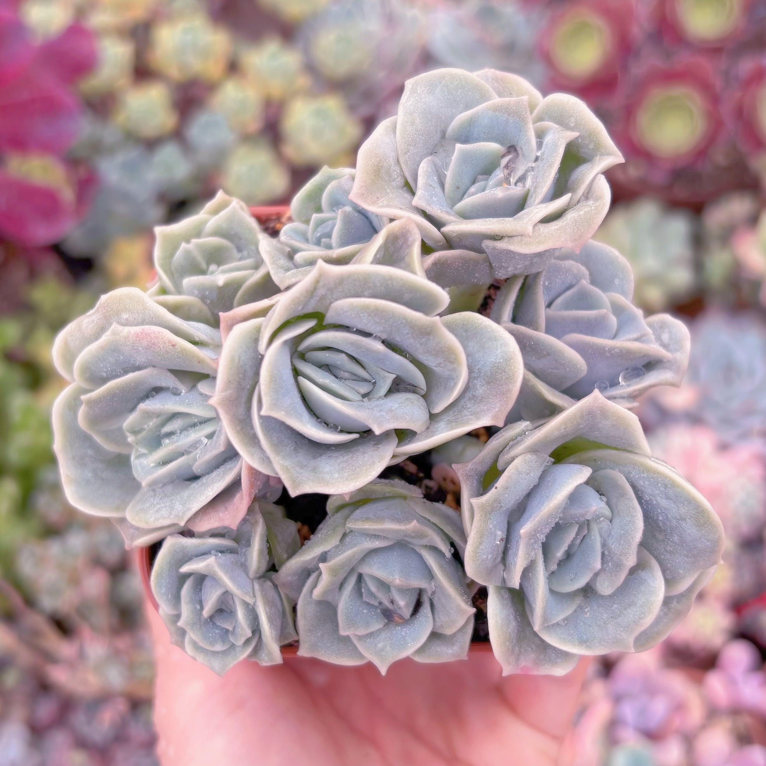 現品　ラブリーローズ#C24　古株　るる農園