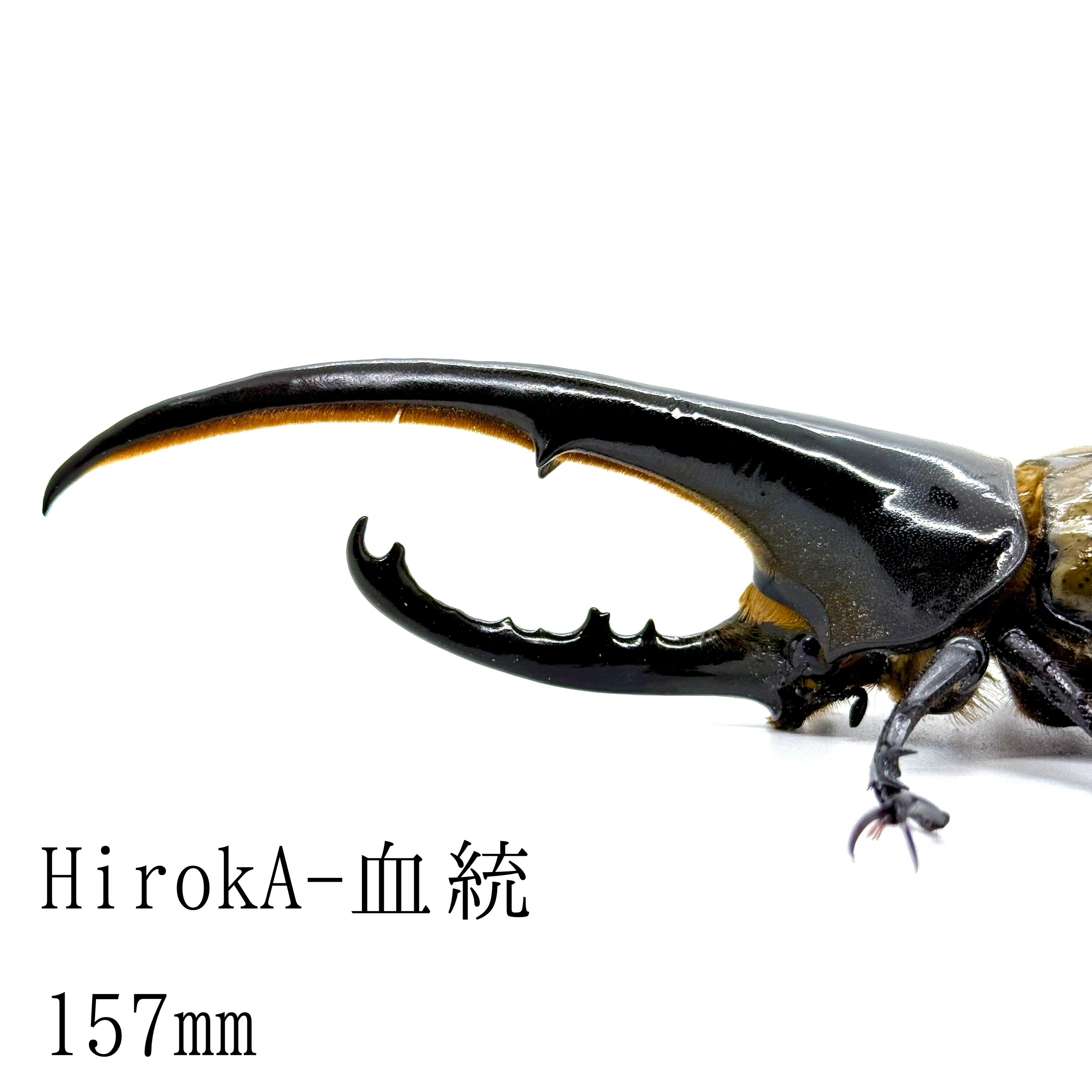 157㎜ / 成虫 / オス / ヘラクレスオオカブト