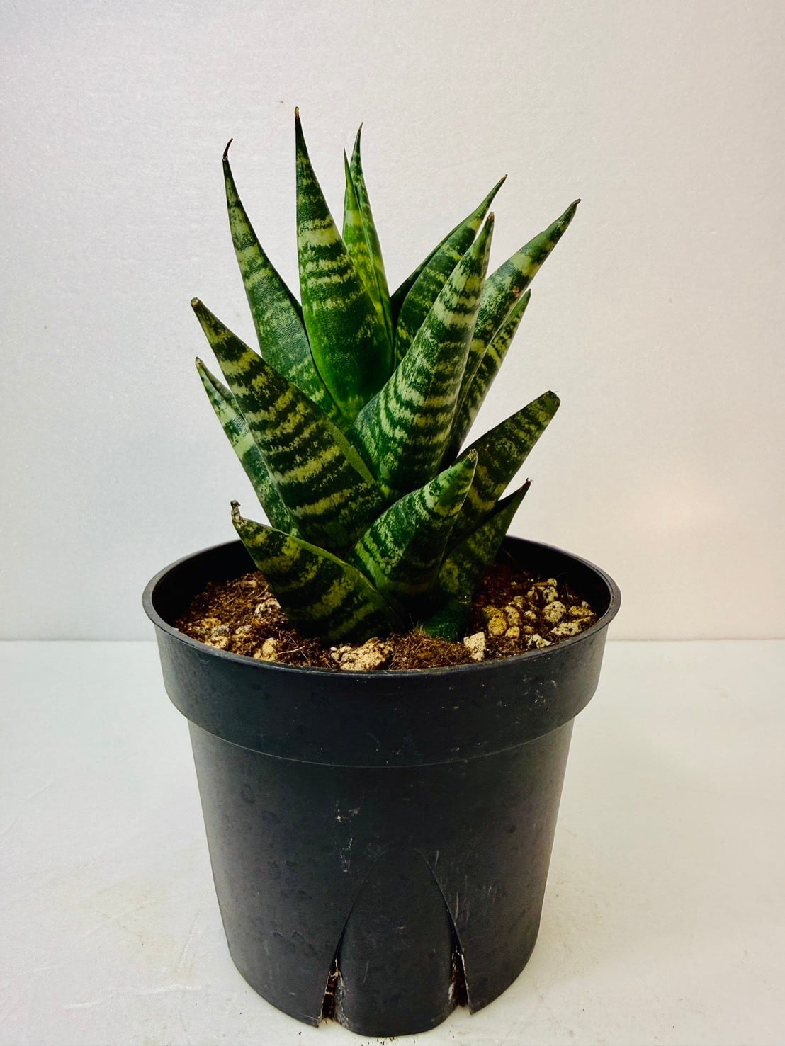 サンセベリア・タイハイブリッド 4号 | 観葉植物と雑貨のお店 VIVAGREEN