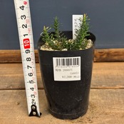 ユーフォルビア・ゴルゴニス【191】