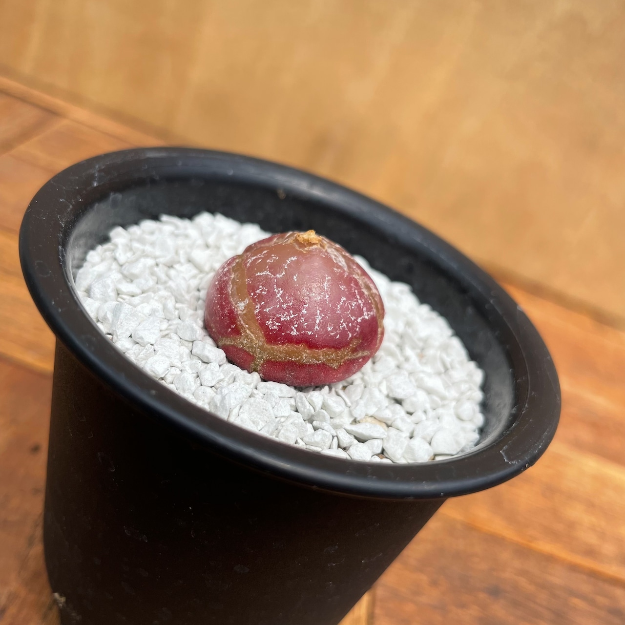 Conophytum burgeri 【コノフィツム・ブルゲリ】