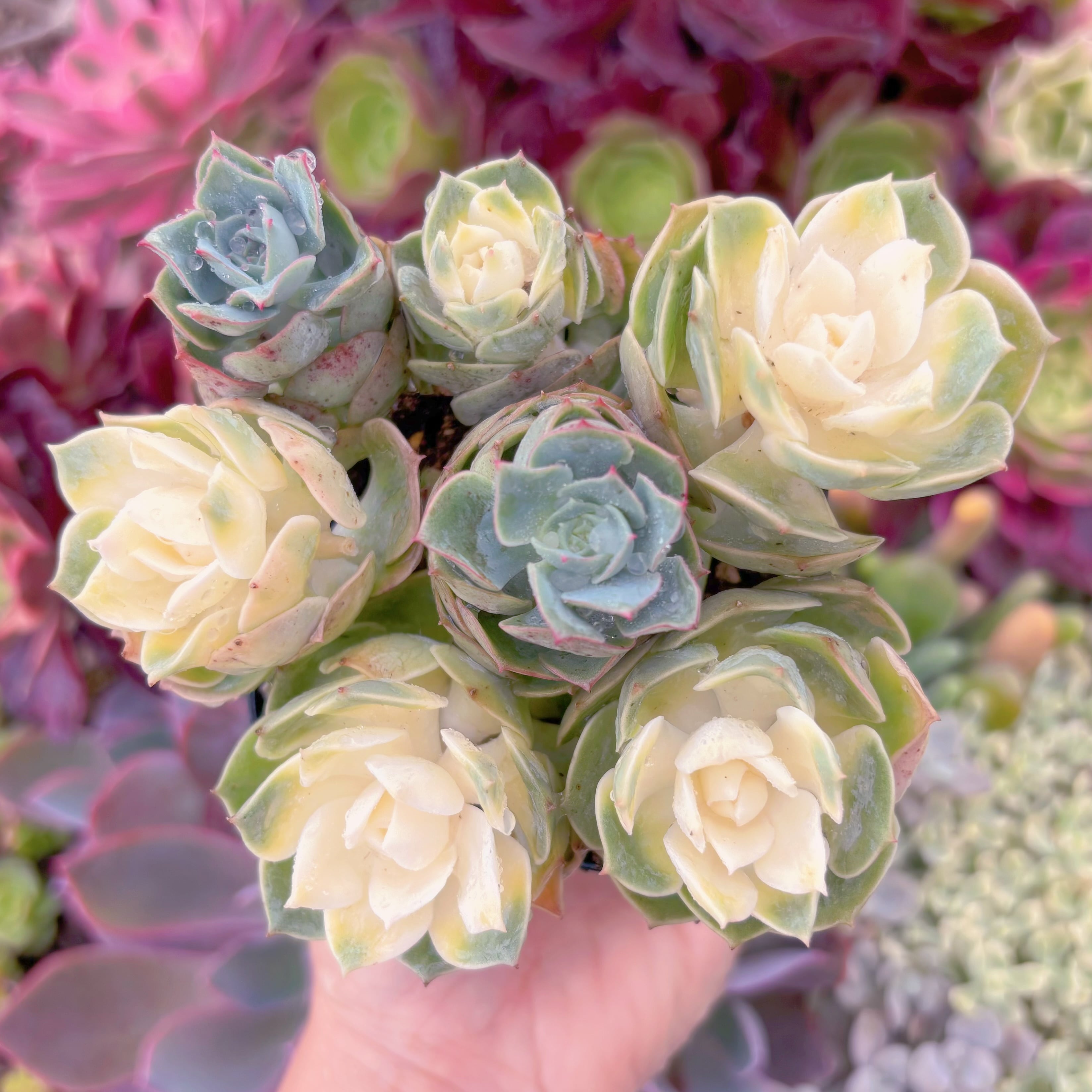 現品　イタリアローズ錦#C14　るる農園