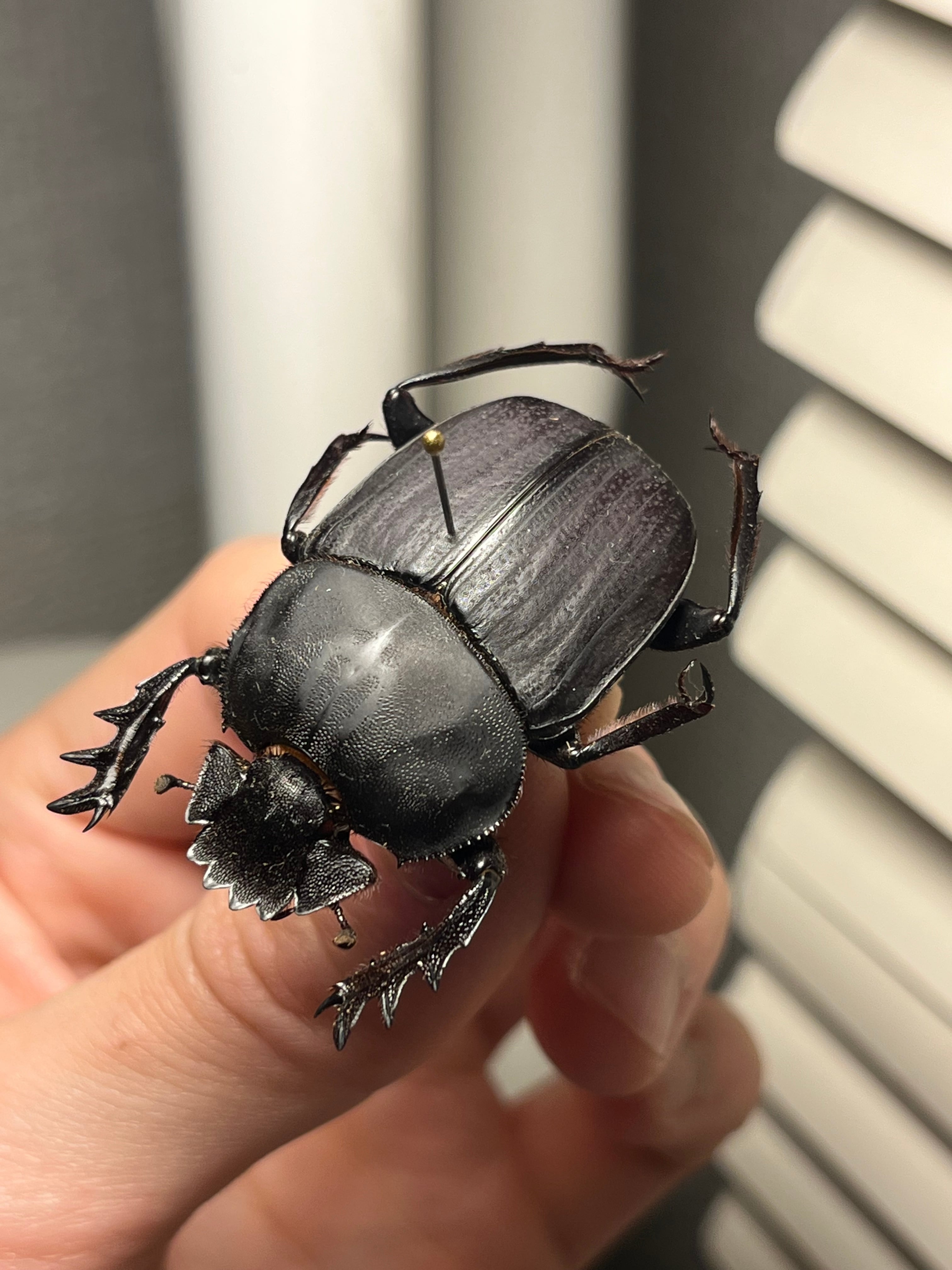 糞虫標本】タマオシコガネの一種 Pachysoma 糞虫フンコロガシ甲虫昆虫
