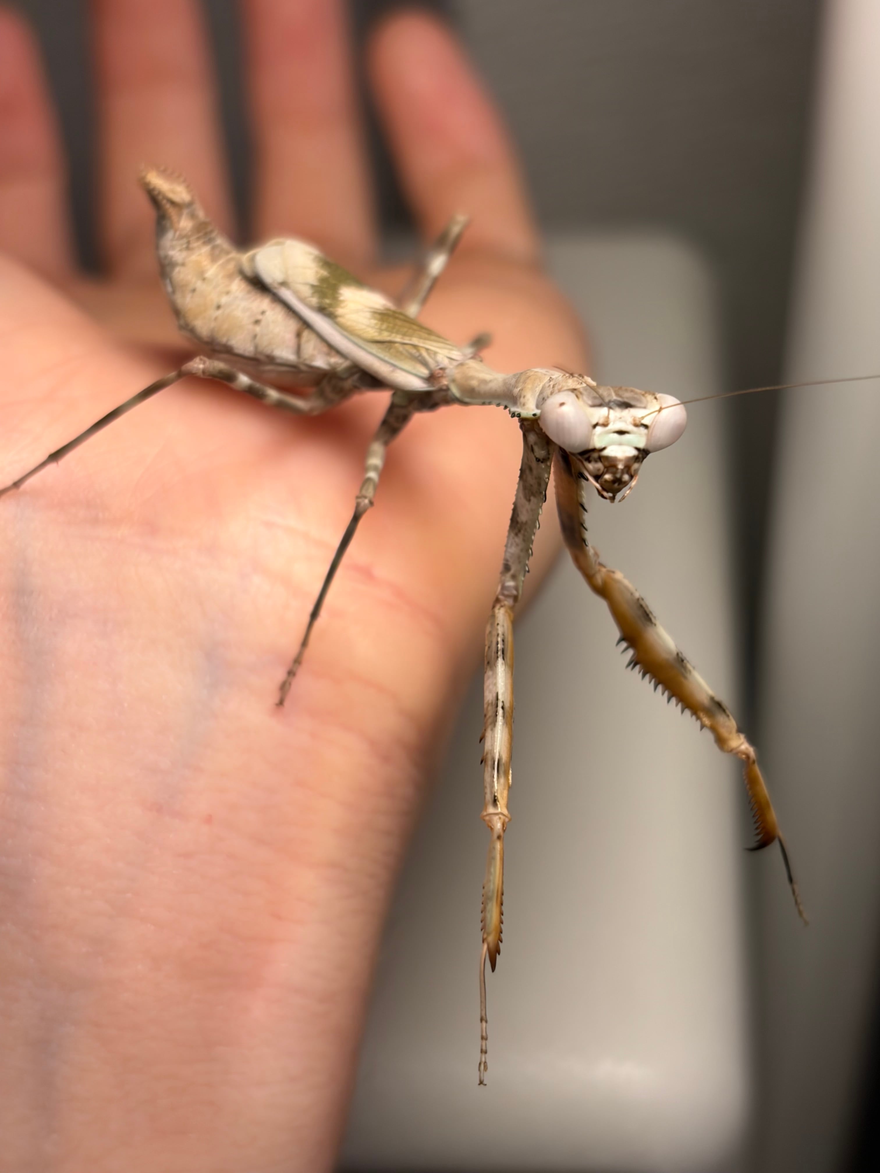 カマキリ標本 カマキリ | オモニキチュウ