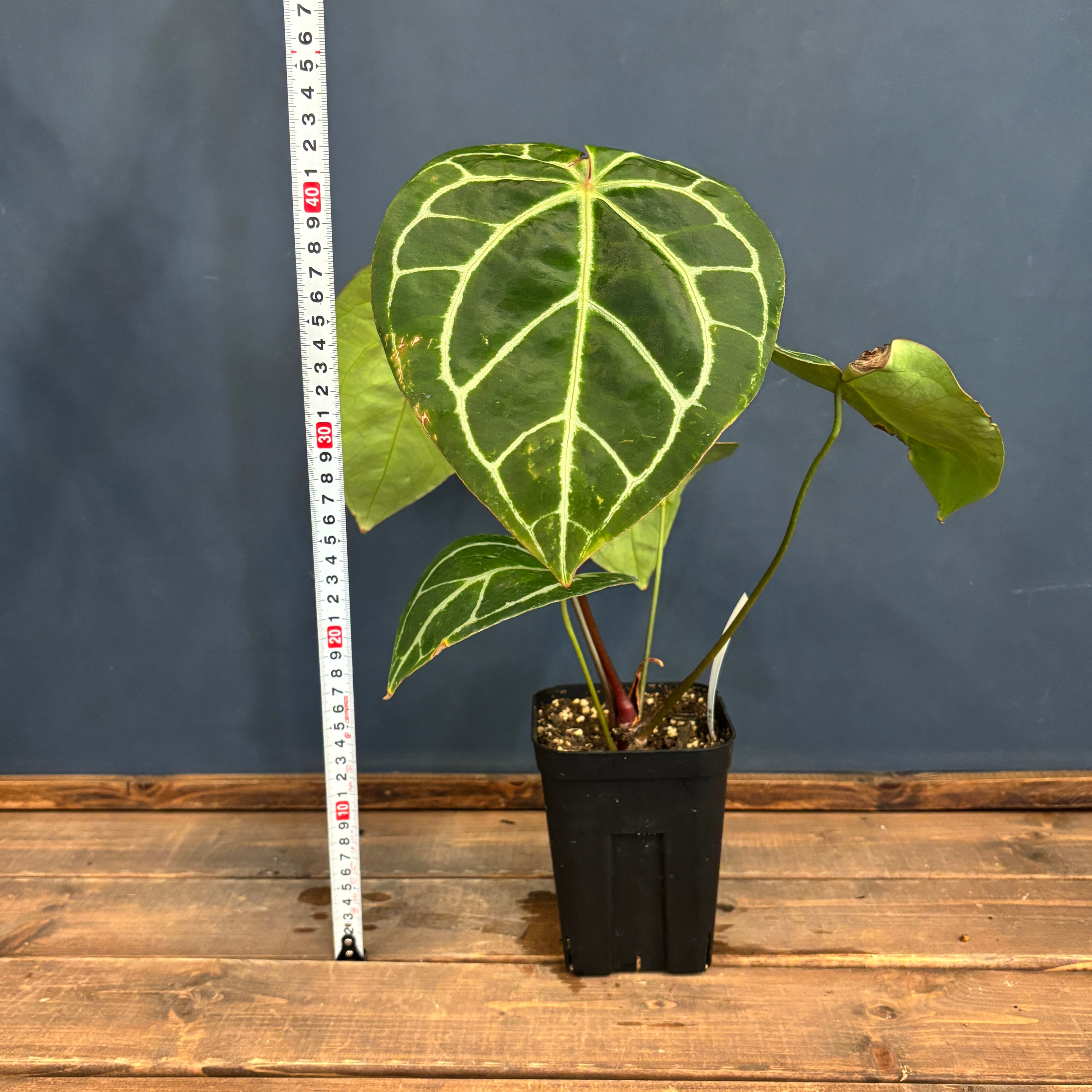 クリアランス】アンスリウム クリスタリナム ブラックフォーム【1021