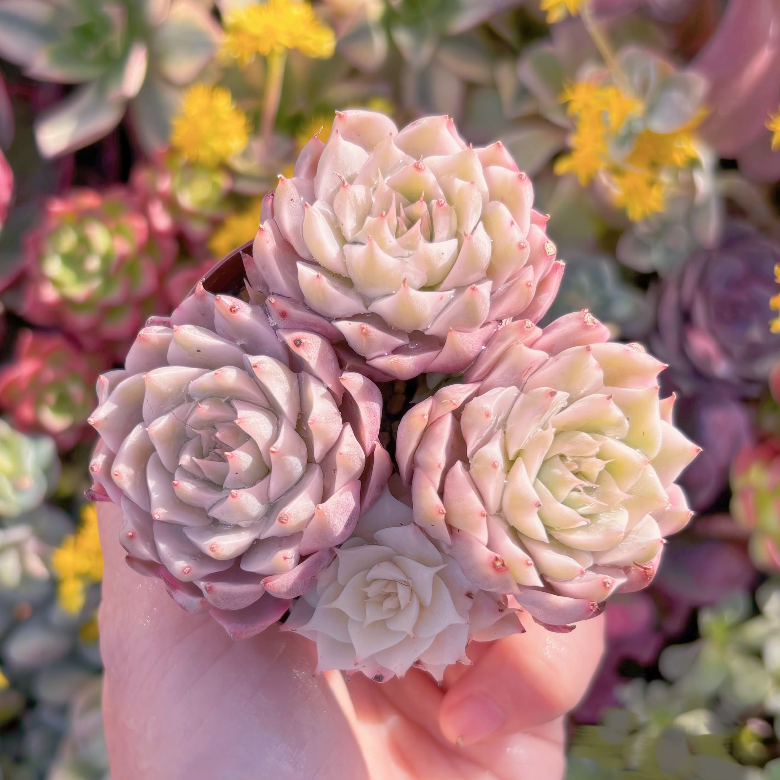 現品　マーガレット錦#M218　群生　るる農園