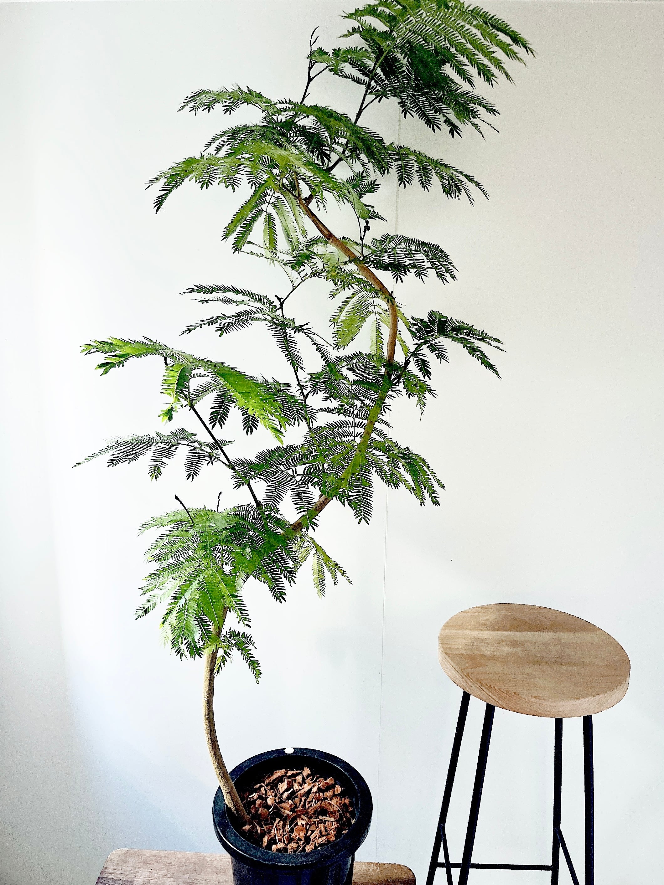 耐寒強 グレビレア カランドラジェム オージープランツ 観葉植物 calm