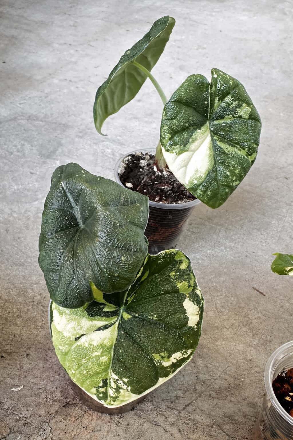 予約販売】 Alocasia melo Albo｜アロカシア メロ アルボ｜TC苗｜希少