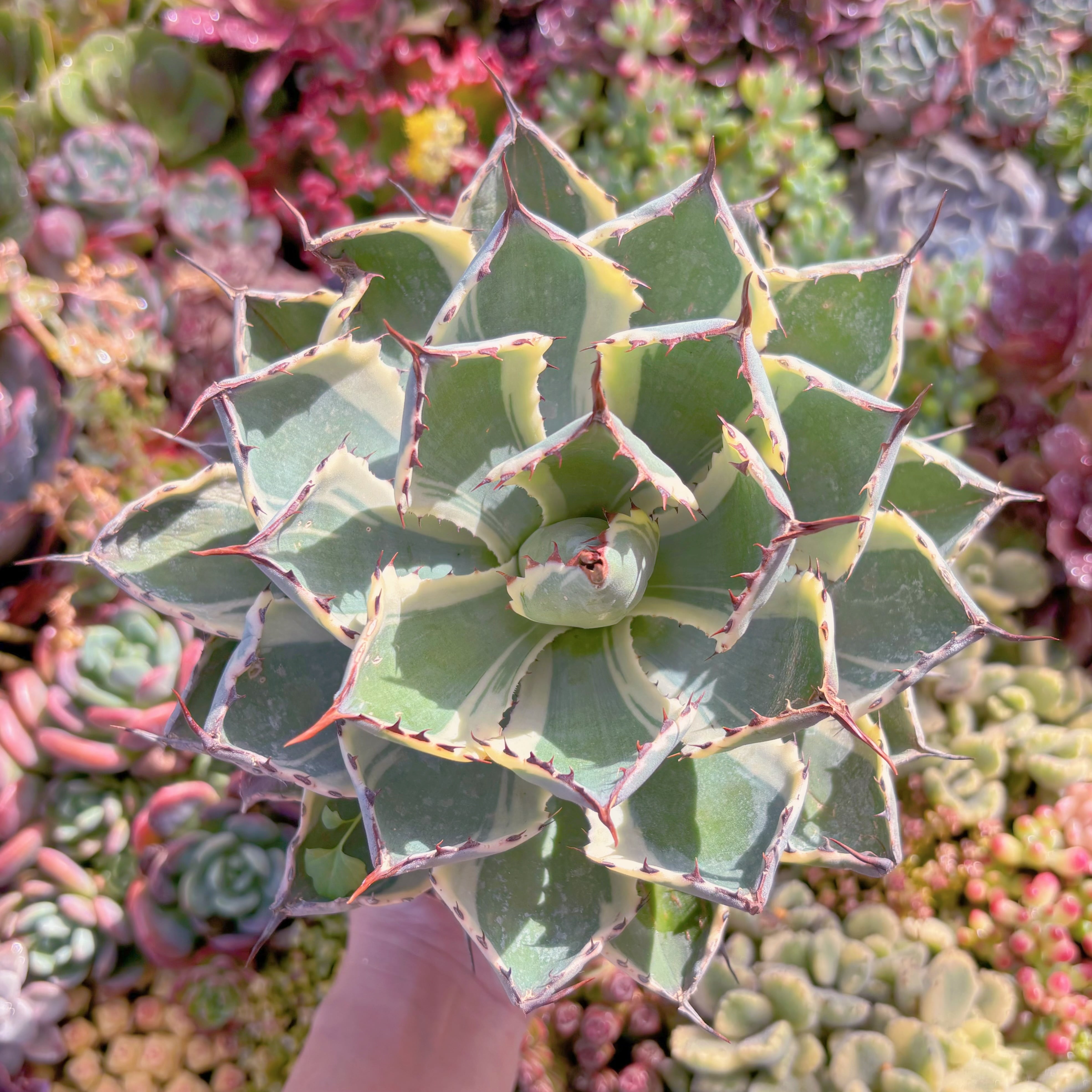 現物　吉祥冠錦#692　大苗　るる農園