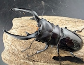 【WD】《インターメディアツヤクワガタ ネグロス島産 100mm ペア》