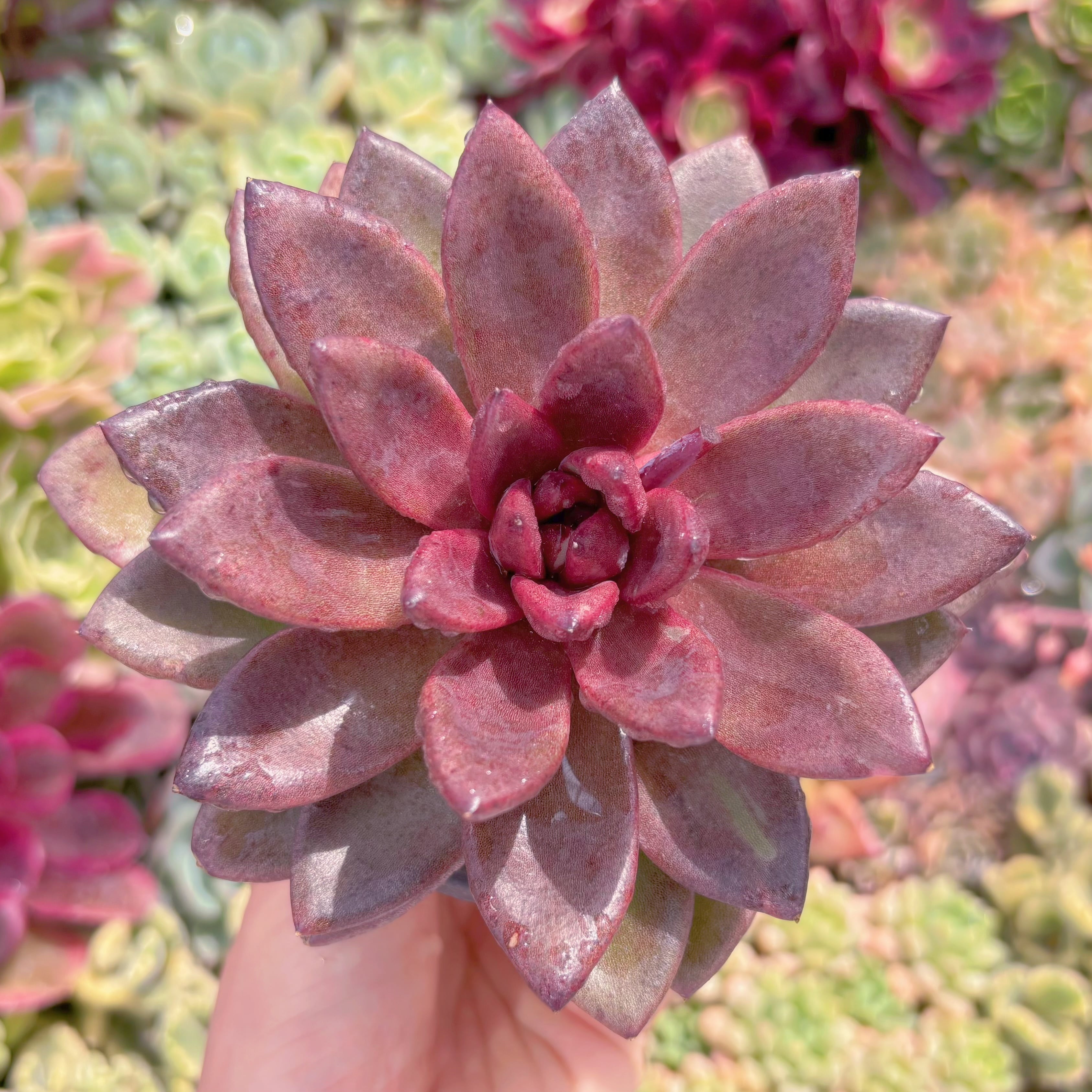 現品　多肉植物　パープルローズ#2223   るる農園