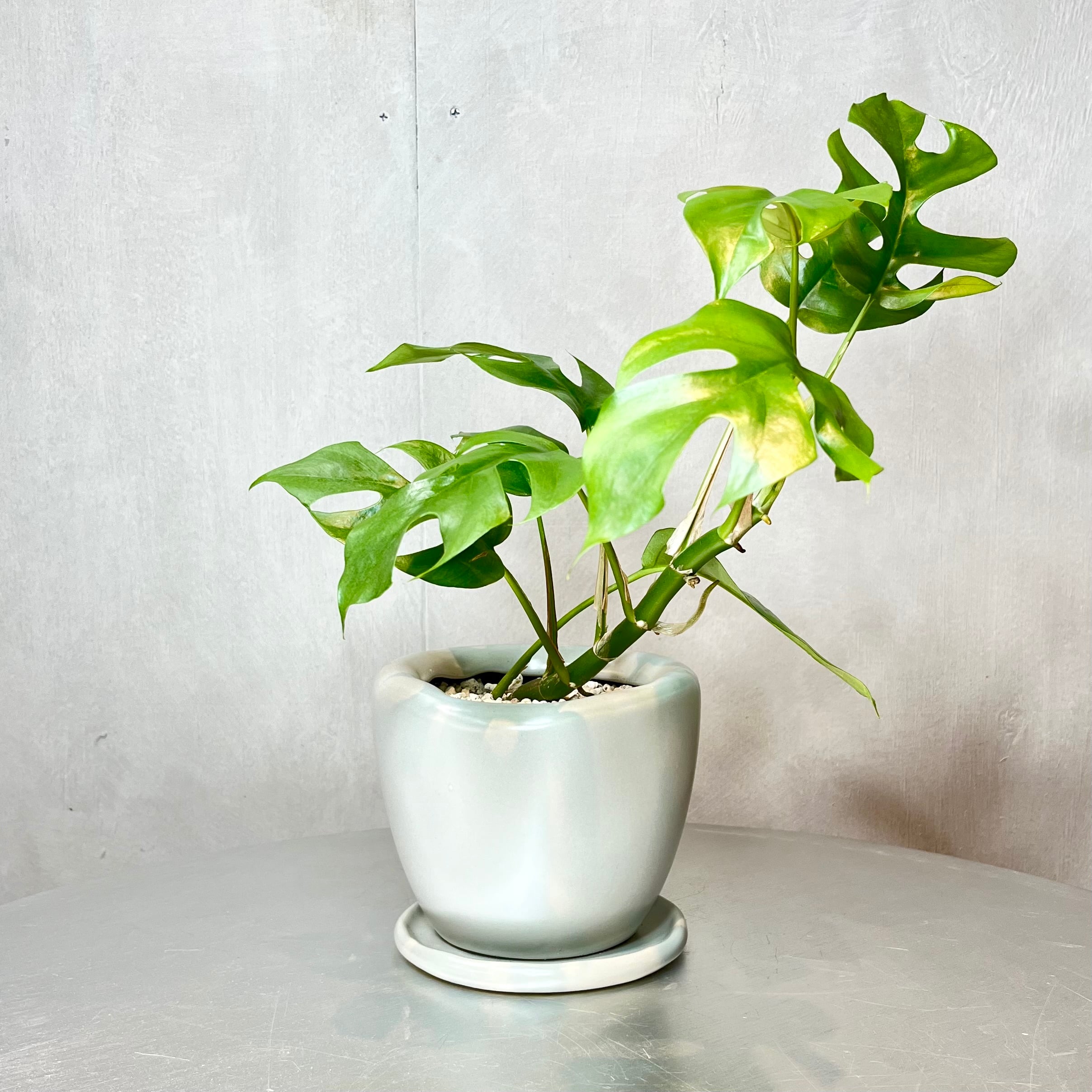 Q14 モンステラ デリシオーサ ホワイトモンスター 天津蘭2寸ポリポット