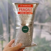 Anthurium forgetii “Australia version” × Anthurium carlablackiae②|アンスリウム|観葉植物