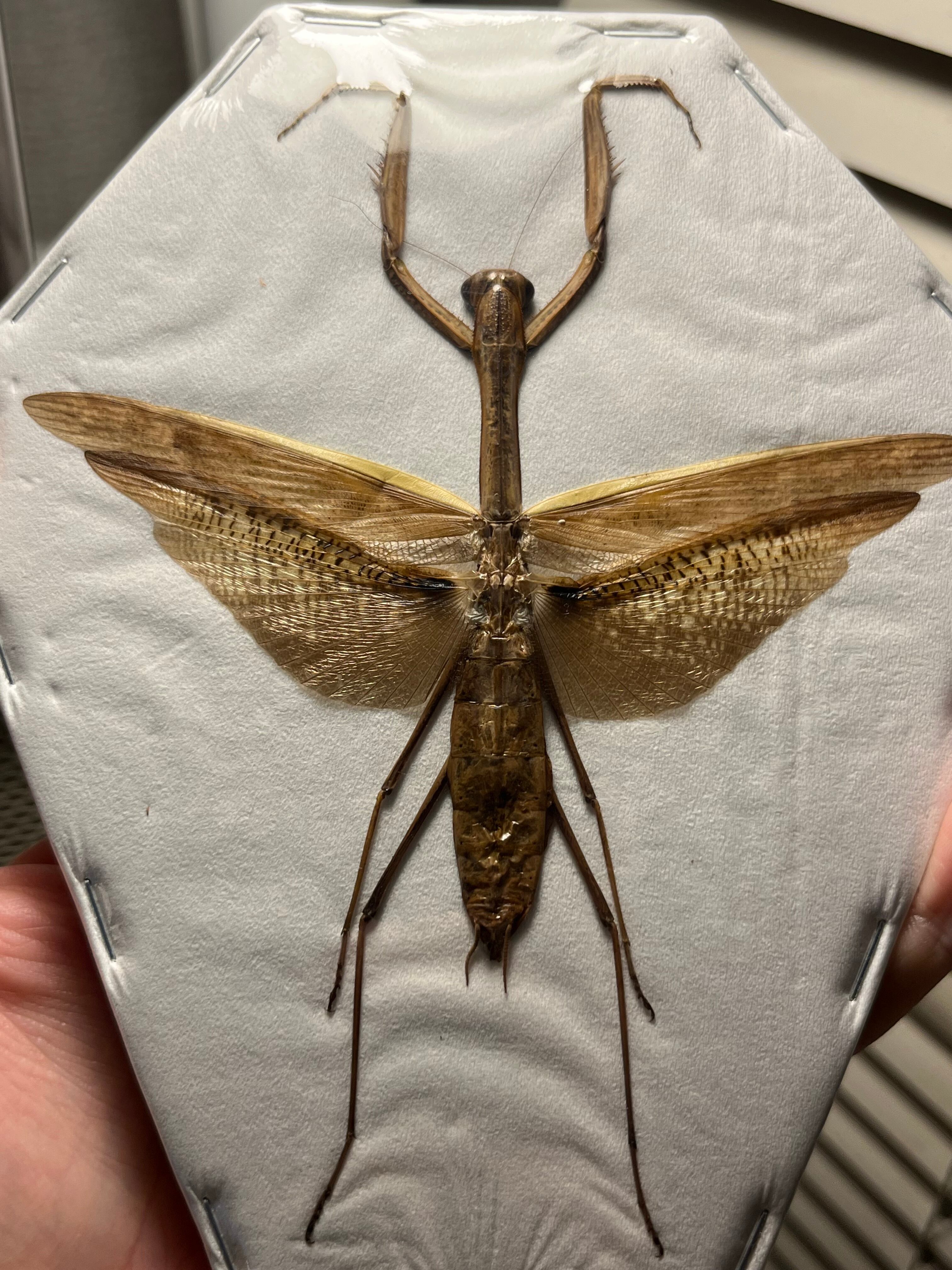 特大極美】オオカマキリ 昆虫標本 スパイダーマンティスタランチュラ