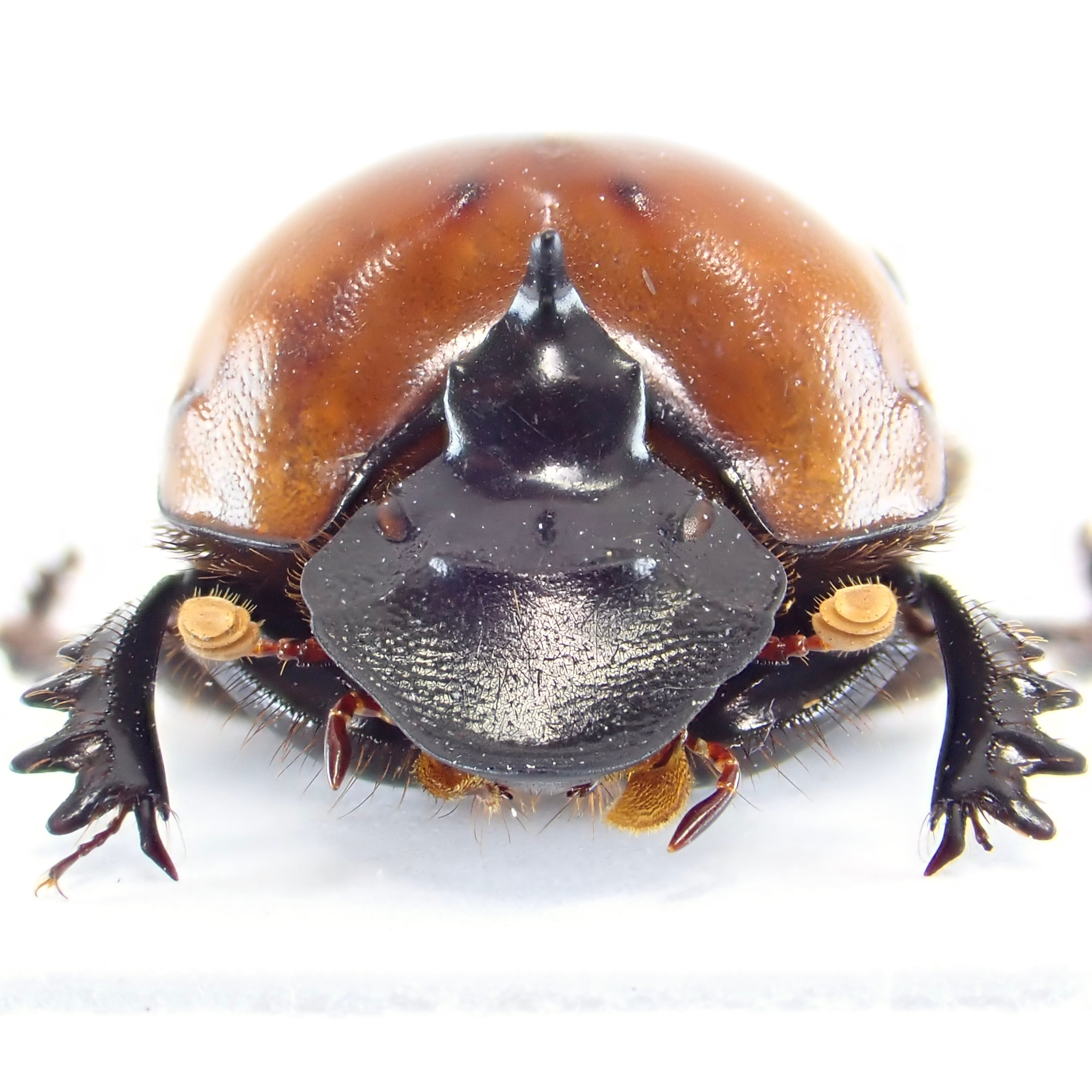 ベトナム産 Onthophagus rubricollis ♂ 17mm | 昆虫標本 Diggers