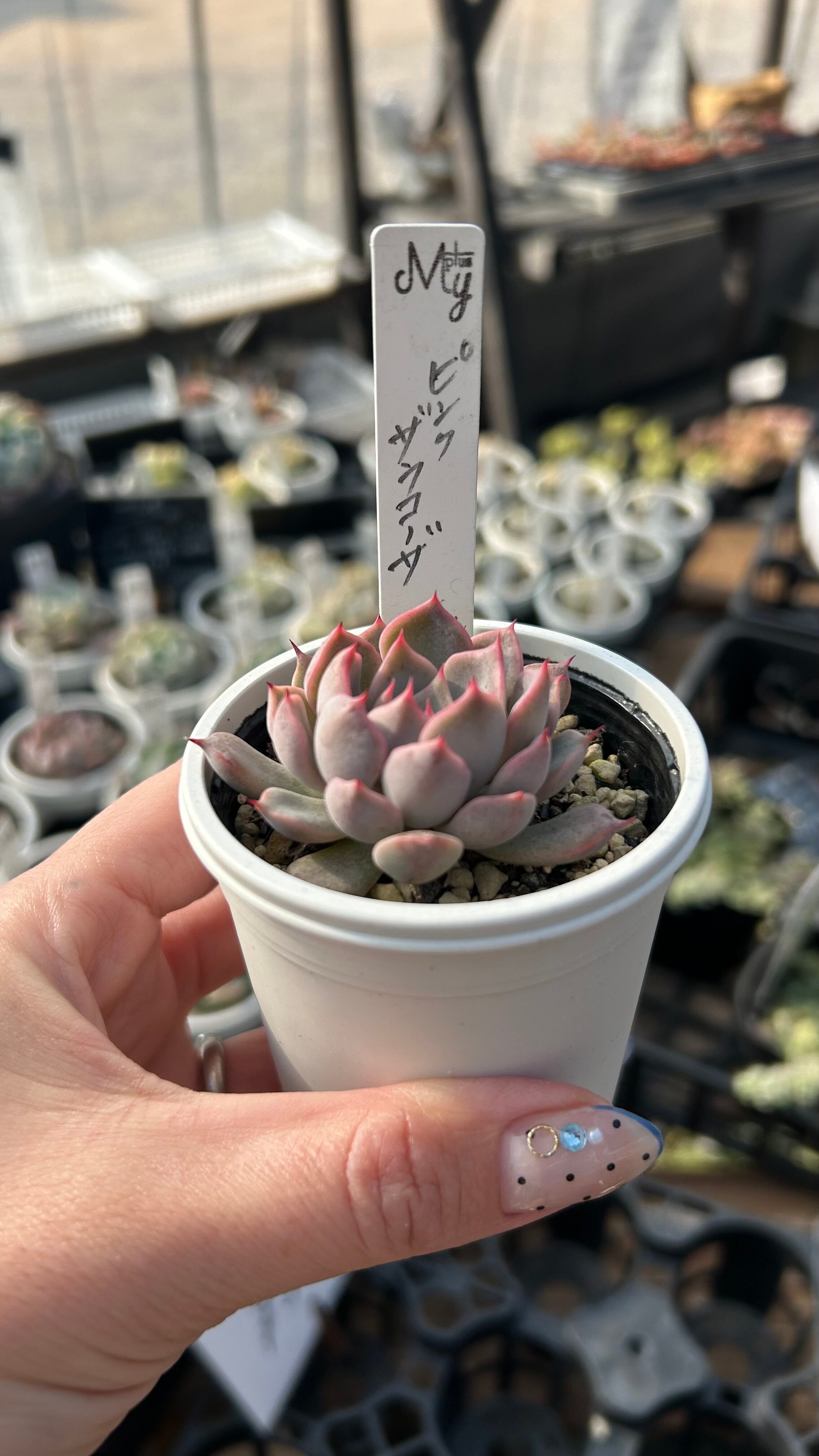 ピンクザラコーザ 多肉植物 エケベリア 安心の生産ポットそのまま販売