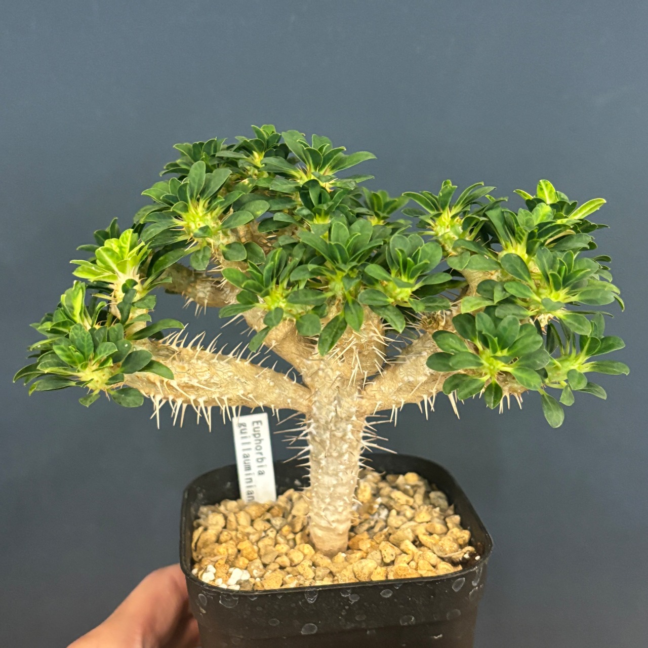 【現品】2026年　ユーフォルビア福袋　20,000円