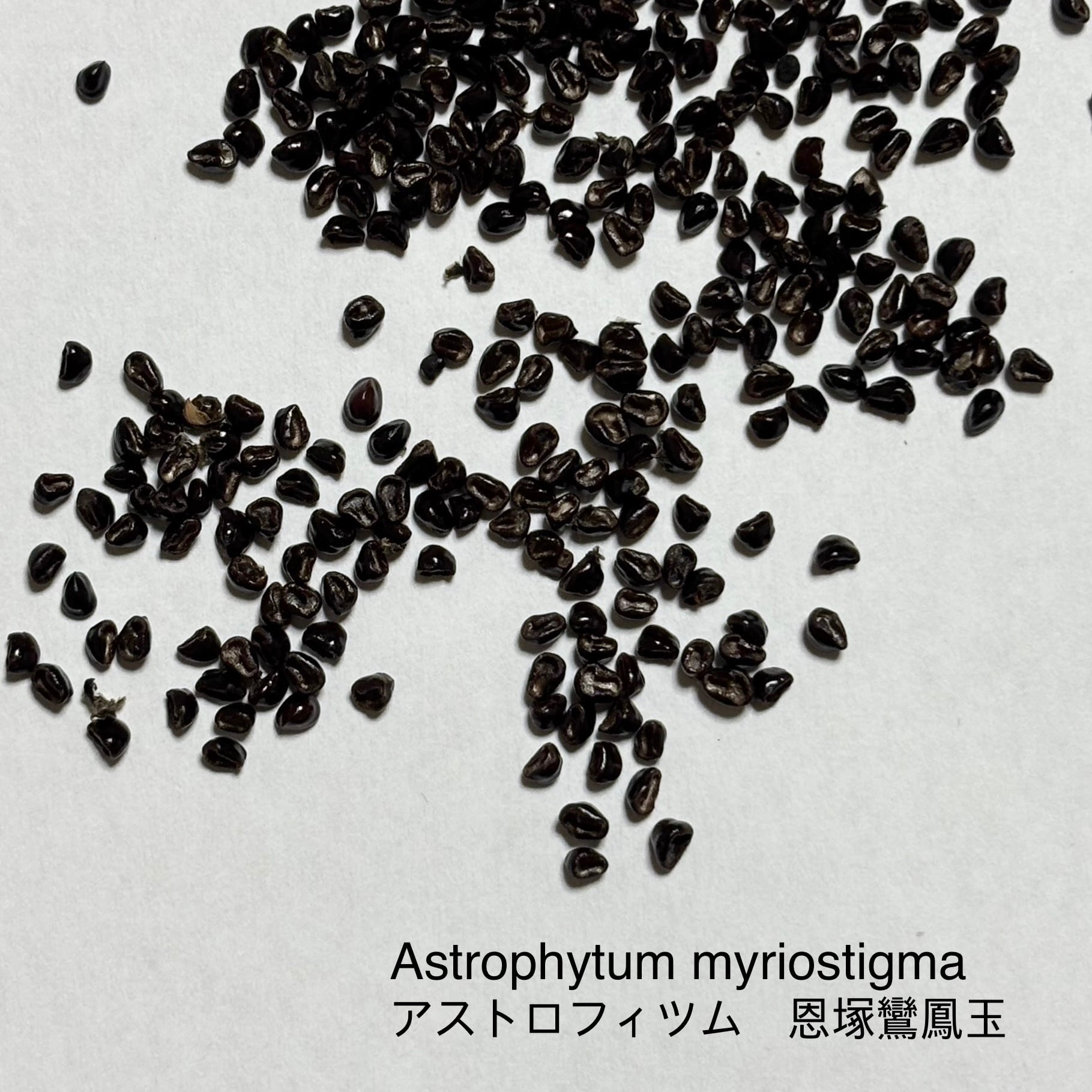 種子】Astrophytum myriostigma アストロフィツム ランポー玉 恩塚鸞鳳