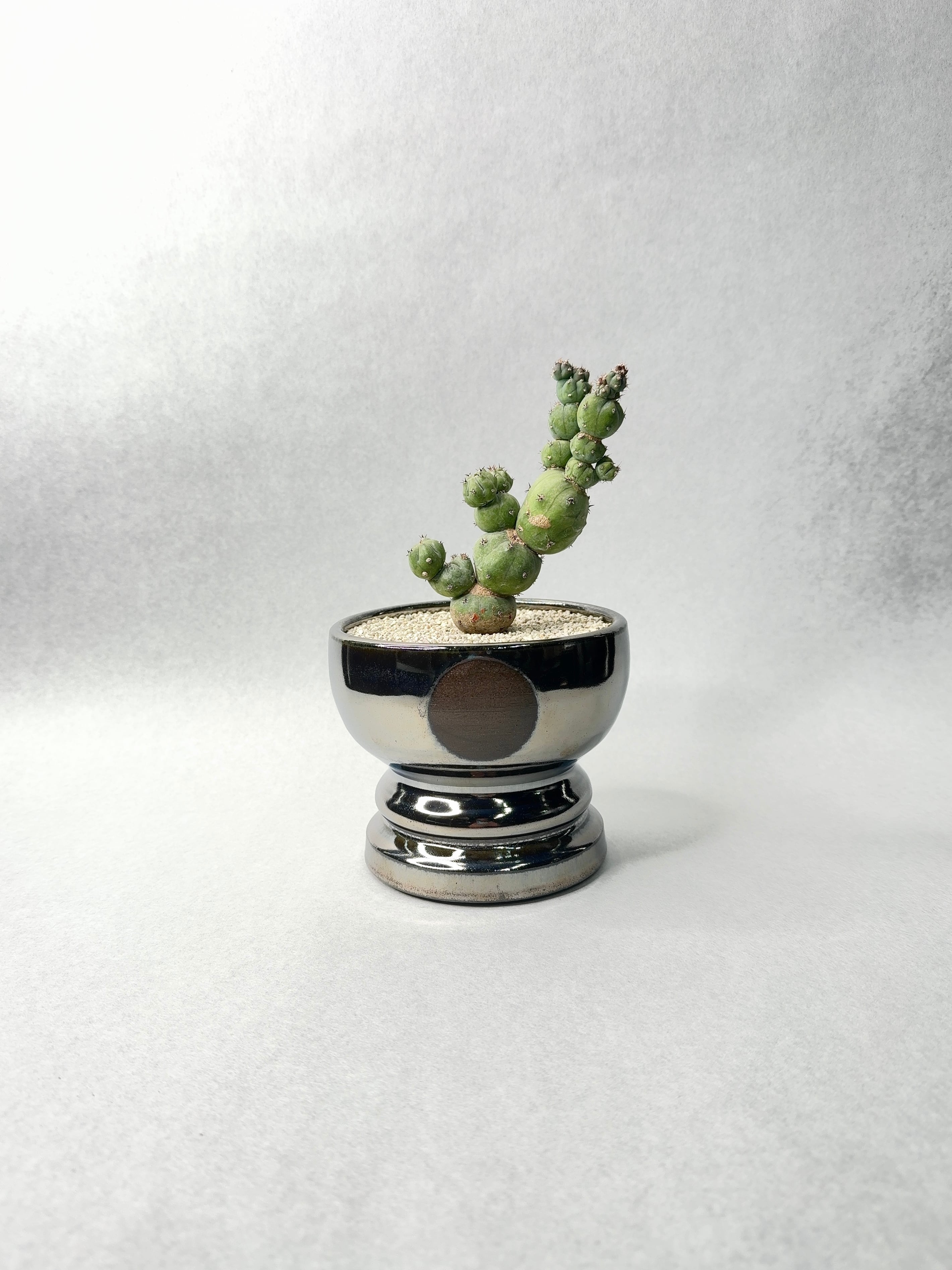 ミルチロカクタス・竜神木モンストローサ | trigger