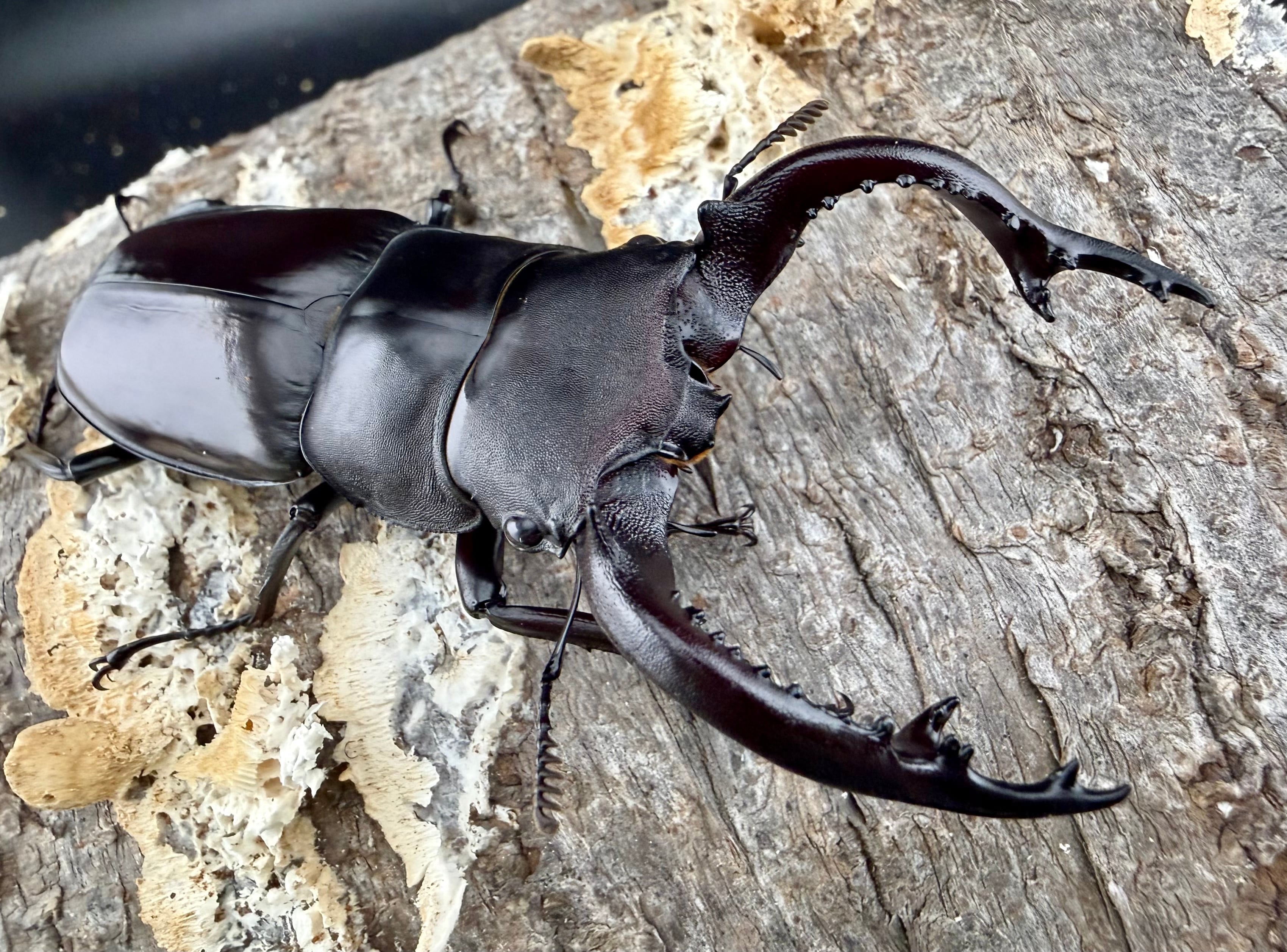 フォルスターフタマタ亜種キヨタミ 77.5mm ペア》 | KPW公式オンライン