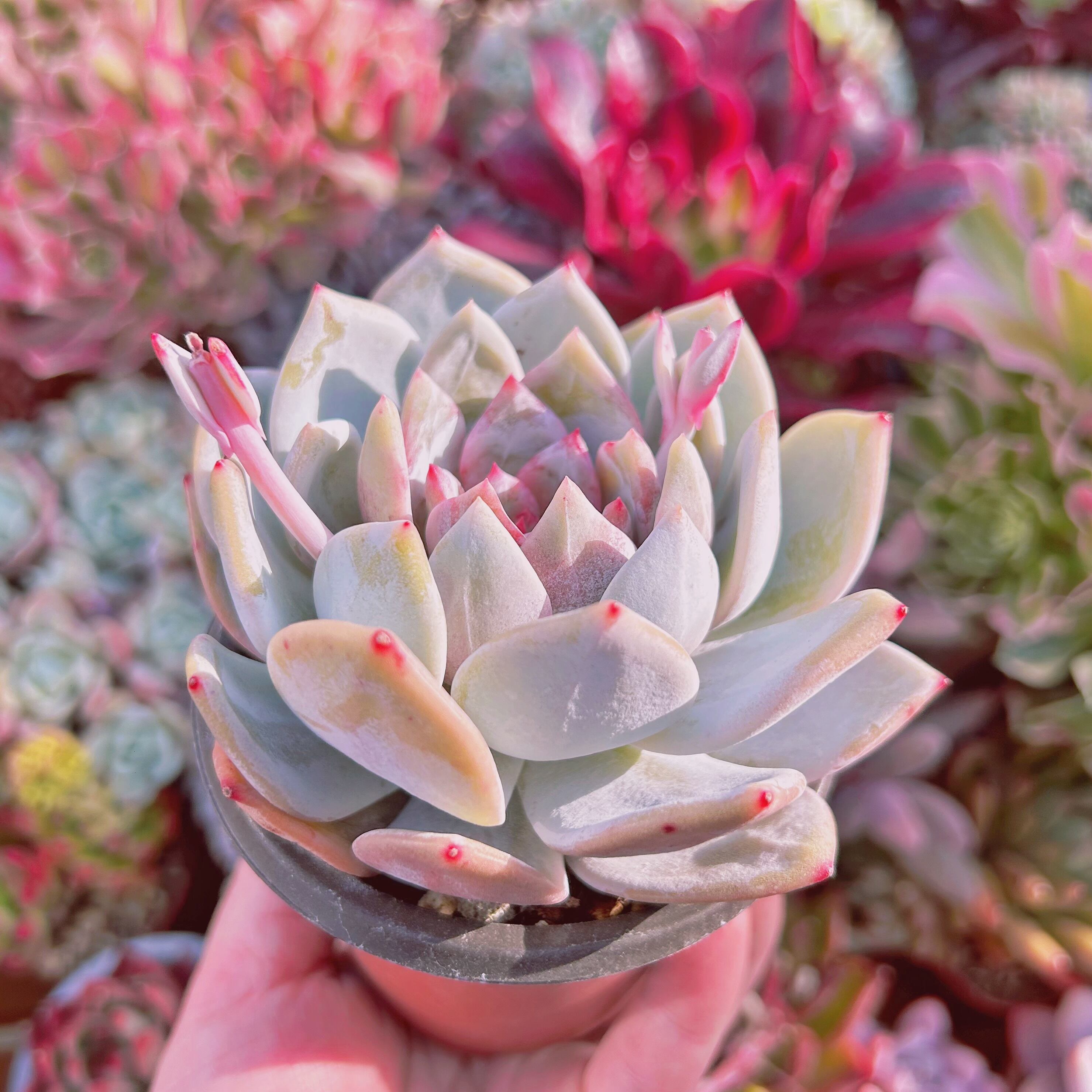 536現物 多肉植物 Echeveria ジャムアンジュ 特大苗 | るる農園~多肉