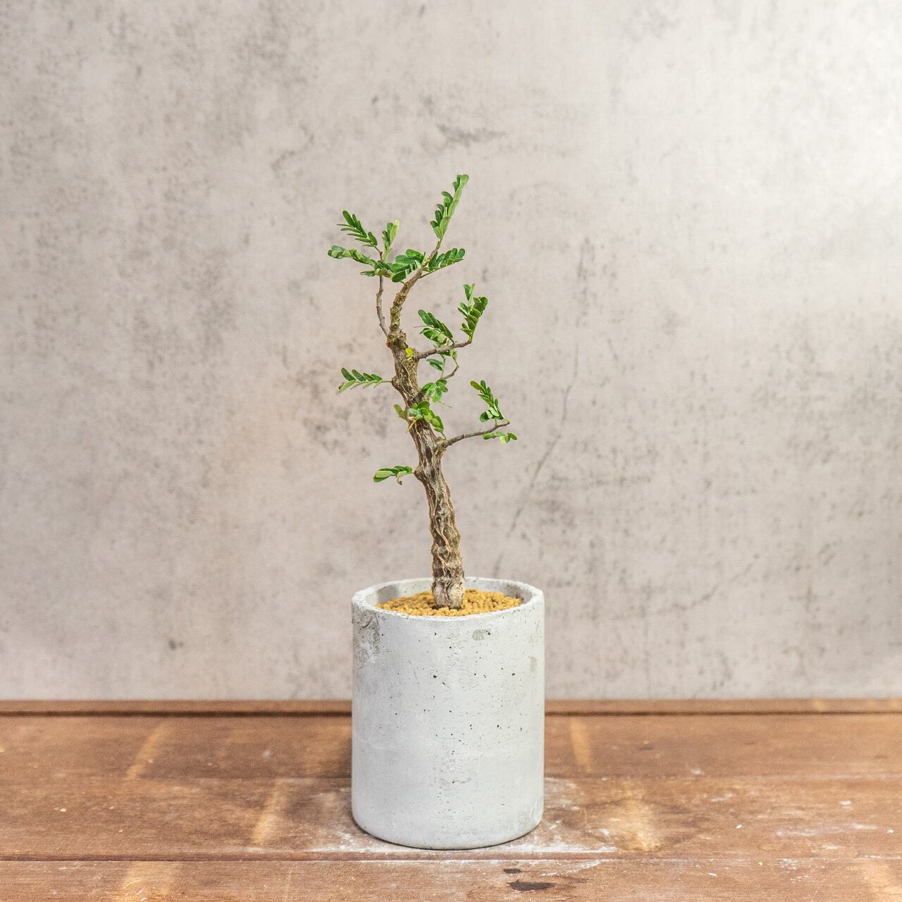 質感の良い手作りモルタル鉢で仕立てた良型センナ・メリディオナリス。インテリアグリーンに【虫発生抑制】