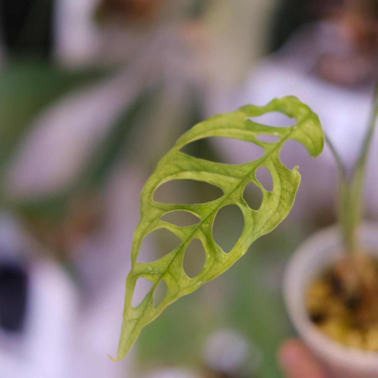 モンステラ オブリクア ペルー|Monstera Obliqua Peru|観葉植物