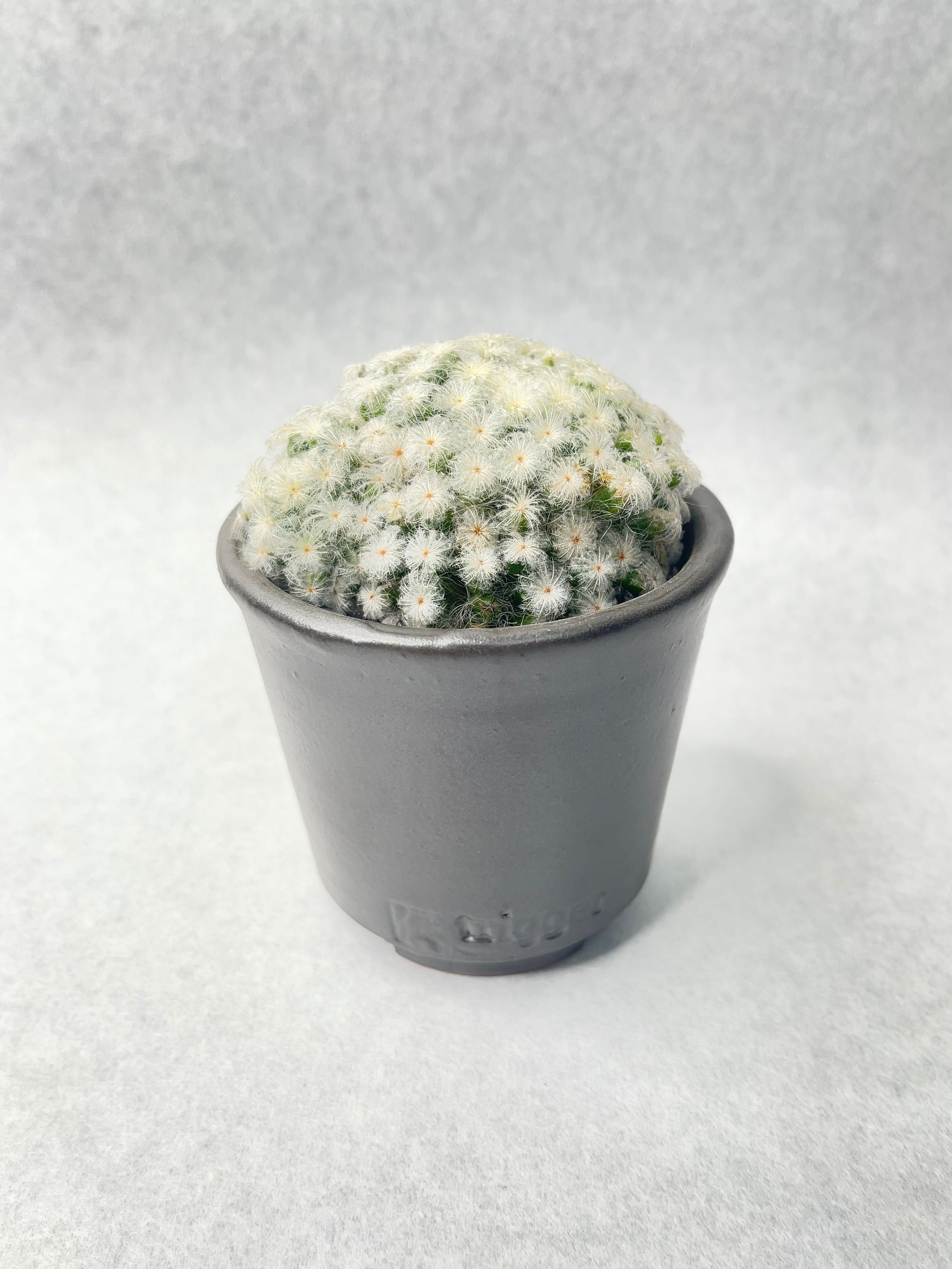 サボテン　マミラリア　白星仏頭　パンチパーマ 楽天市場】サボテン：マミラリア パンチパーマ白星*幅16cm