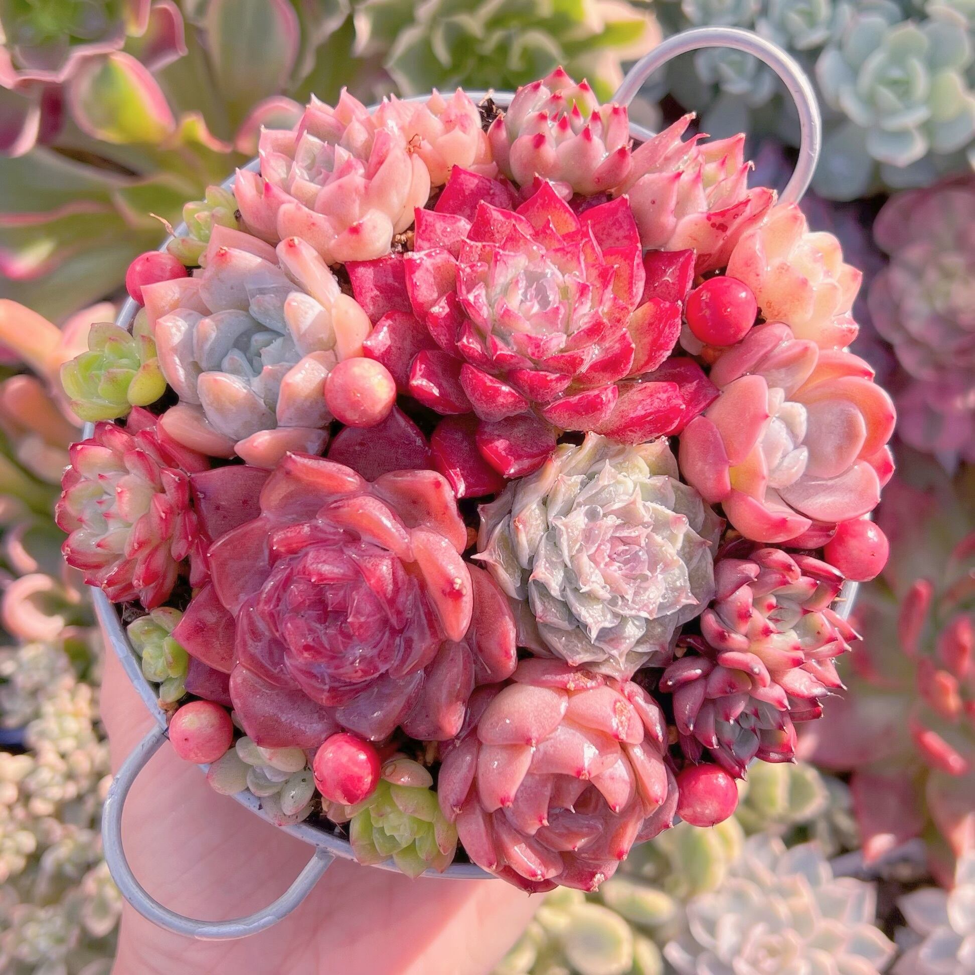 現品　寄せ植え鍋セット#589   るる農園