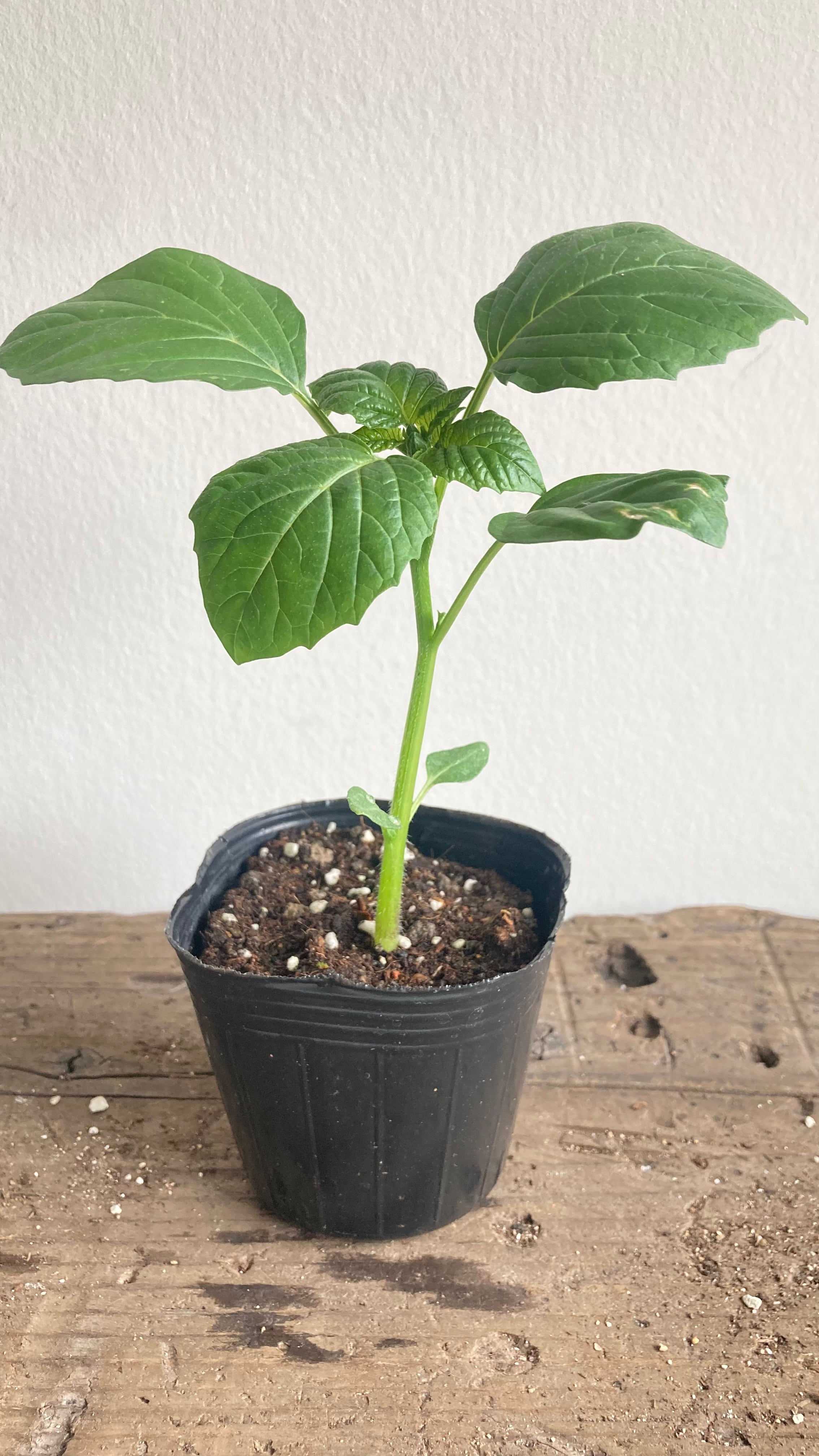 今期販売終了※トマティロ［TOMATILLOS］トマティーヨの苗【固定種