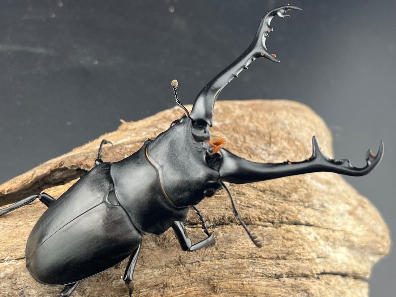 《ギラファノコギリ亜種ケイスケ 100mm ペア》むし岡だいき氏委託個体