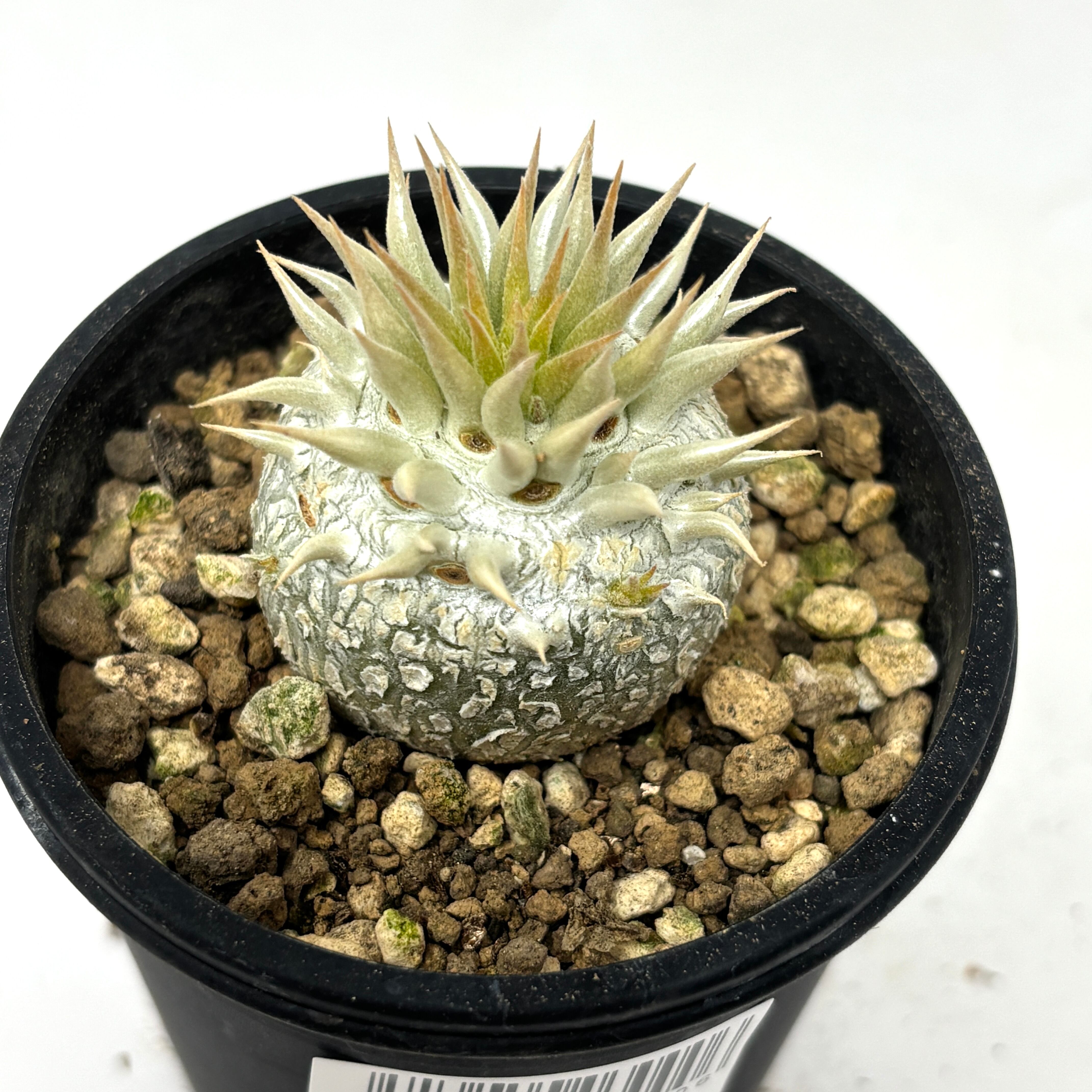 パキポディウム エニグマチカム【929】