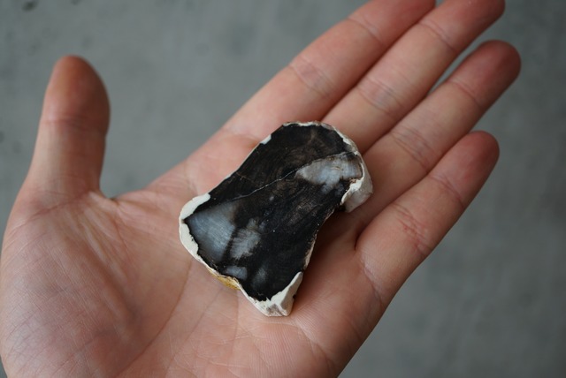 ハンガリー産珪化木 Betula sp. 1229