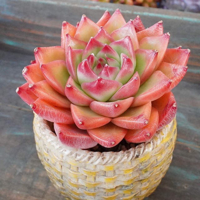 新品種【リアルレッド 】エケベリア　艶感　韓国多肉