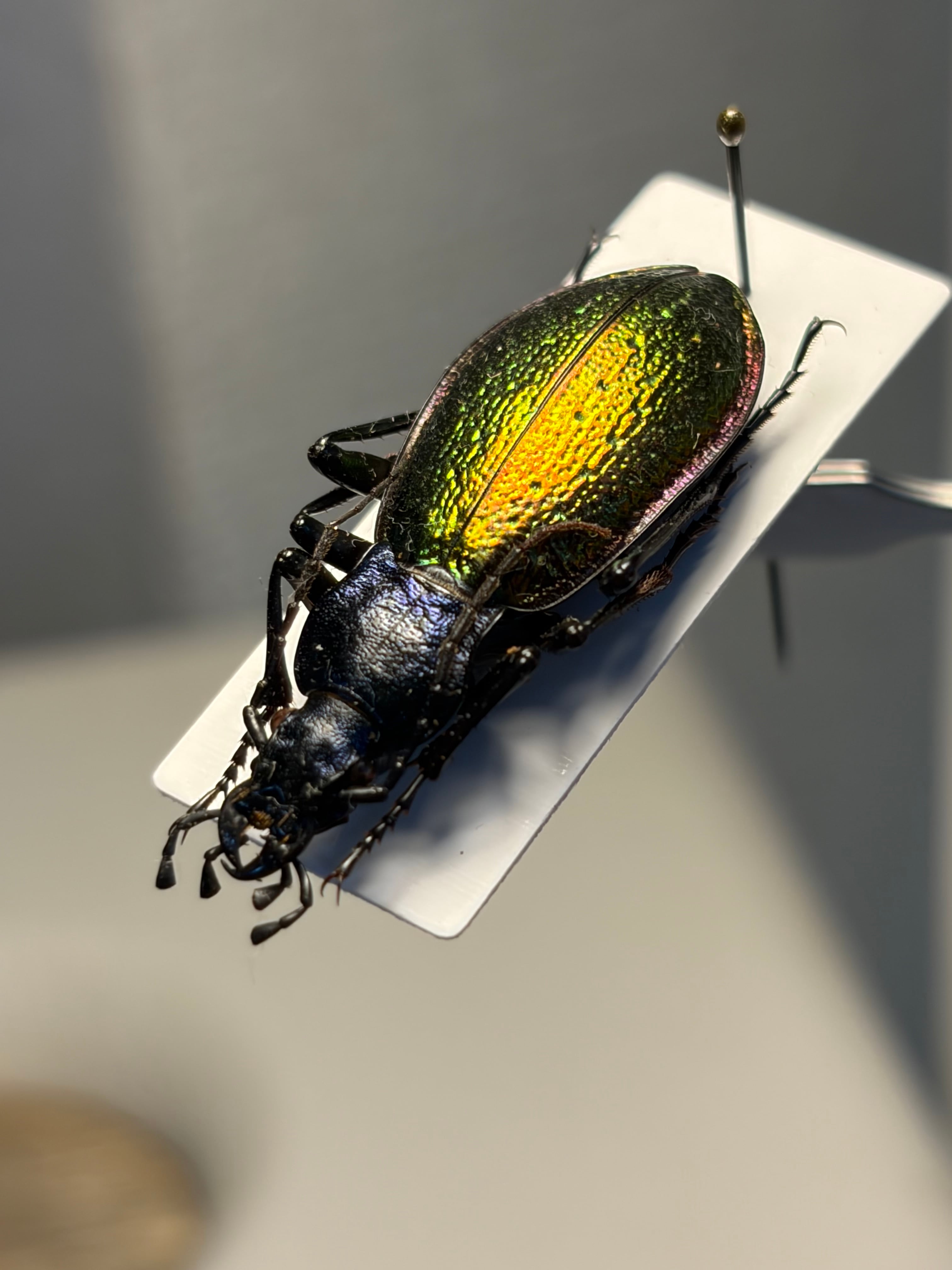 歩行虫•斑蝥•蝸牛被 | オモニキチュウ
