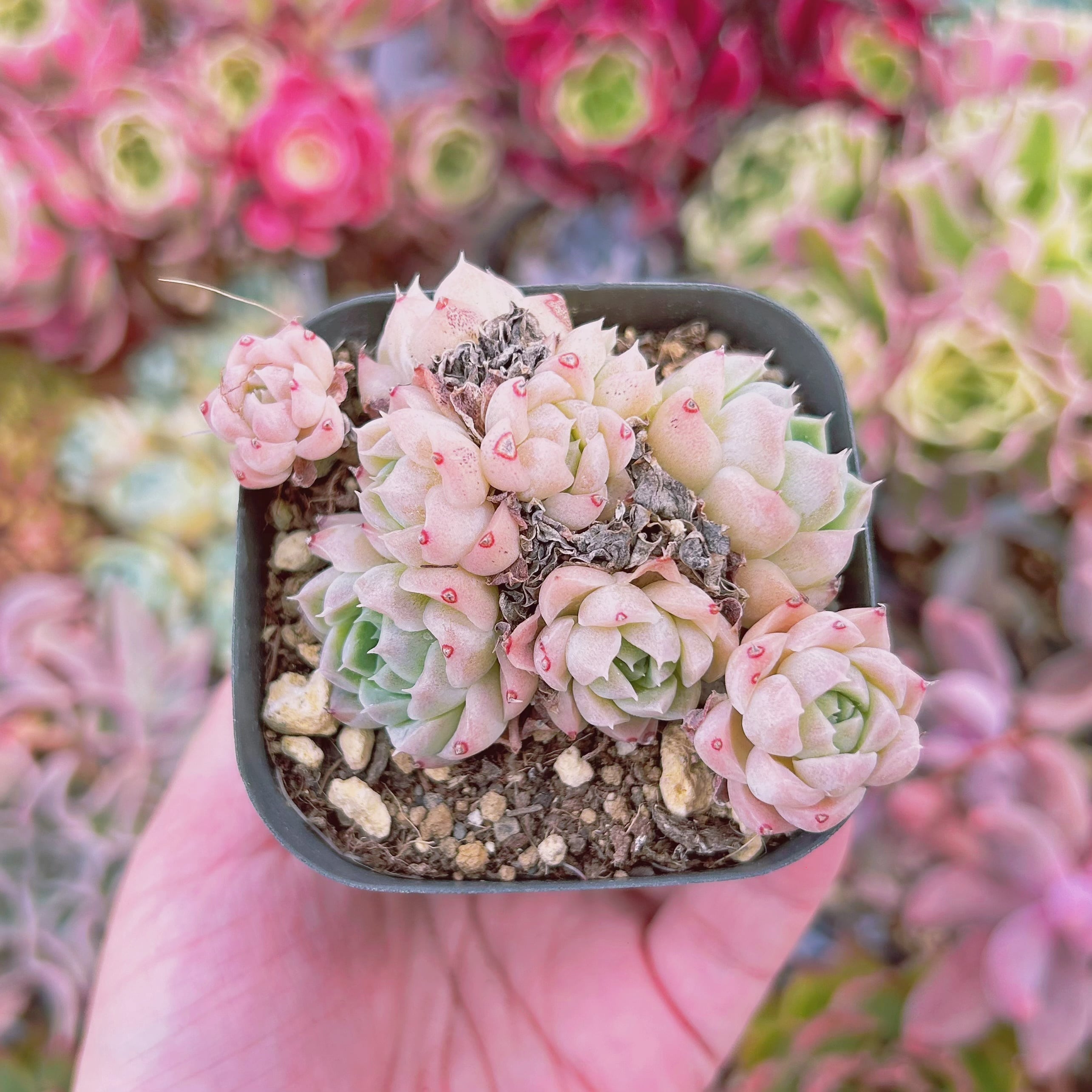 #2006現物　多肉植物　バニラピンク