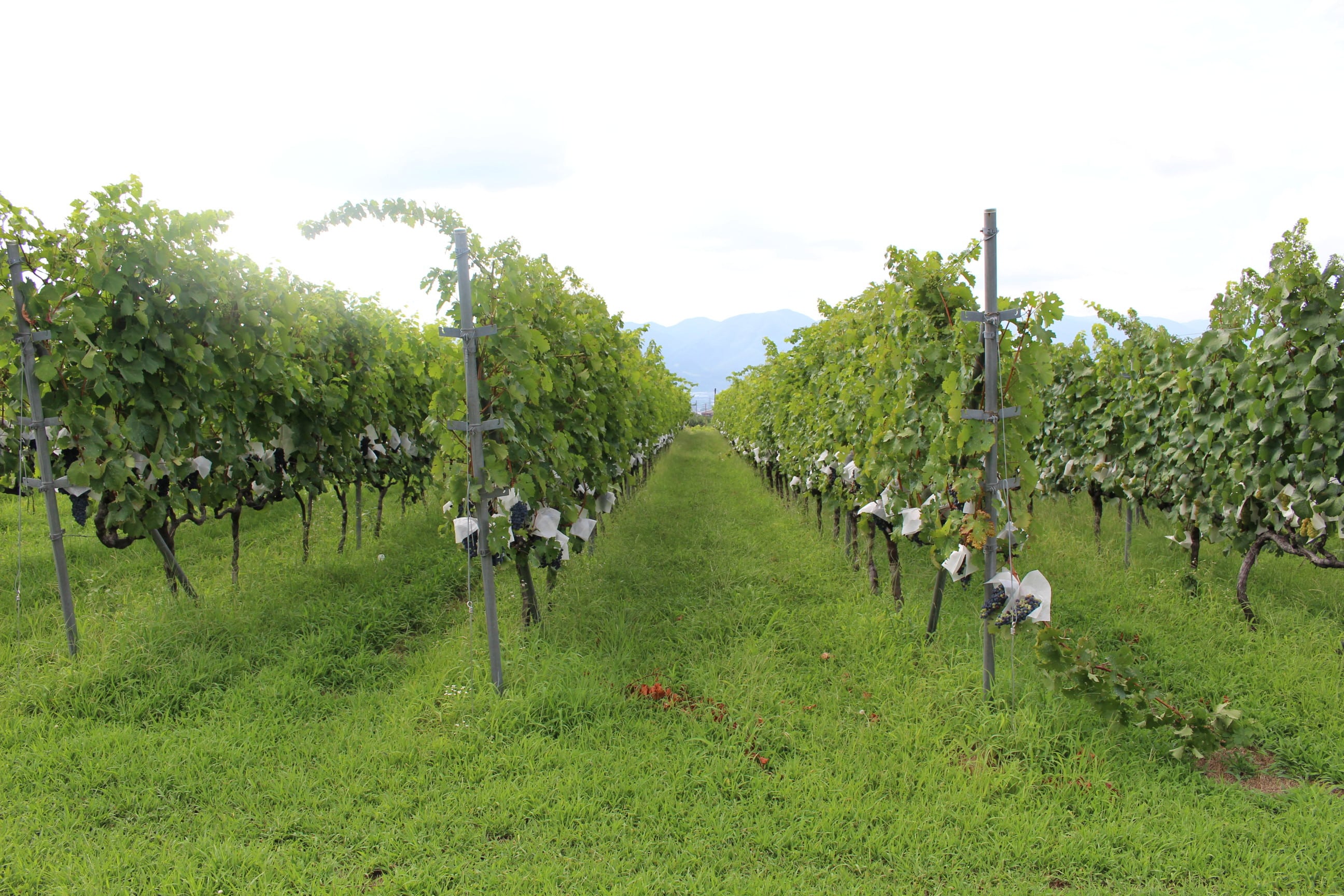 イベント1/17（土）【白百合醸造　コラボランチイベント】12:00～